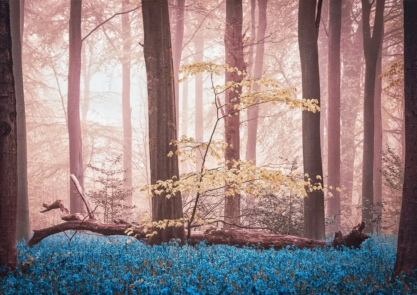 Yet another bluebell shot edited from the West Woods shoot with Swindon Photographic Society.  Different look and feel to the last... Too much?

#igerswiltshire #bluebells #bluebellsphotoshoot #swindonphotosoc #marlborough