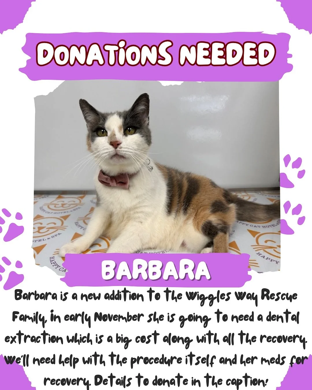 We need your help!  Barbara has found herself in a strange place. Her aging owner ended up with medical issues too great to handle on her own &amp; needed to move in with family to help. This left Barbara without a home at almost 14 yrs old. Wiggles 