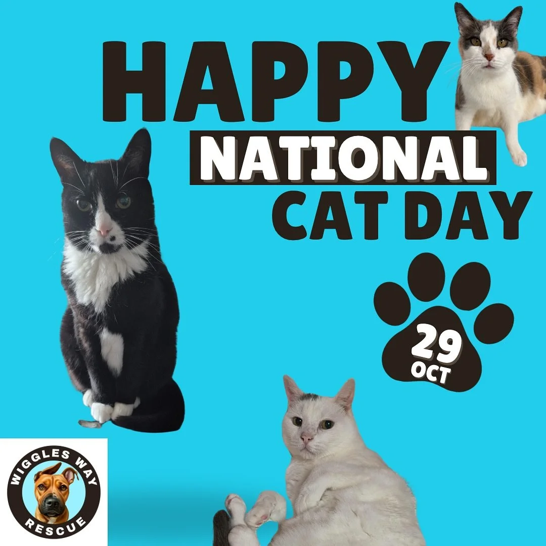 Happy National Cat Day!
Today we&rsquo;re celebrating the whiskered wonders who make every day brighter &mdash; and three of our very own shining stars:

💛 George, the wise king of confidence, proving that vision isn&rsquo;t just about sight &mdash;