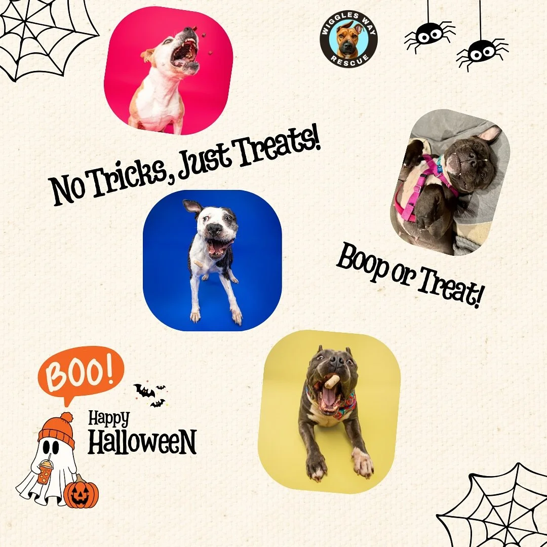 It&rsquo;s the final day of Pitbull Awareness Month and Halloween night &mdash; the perfect combo for celebrating our sweet blockheads! 
These pups don&rsquo;t need costumes to steal hearts &mdash; they&rsquo;re already superheroes in disguise. 🦸&zw