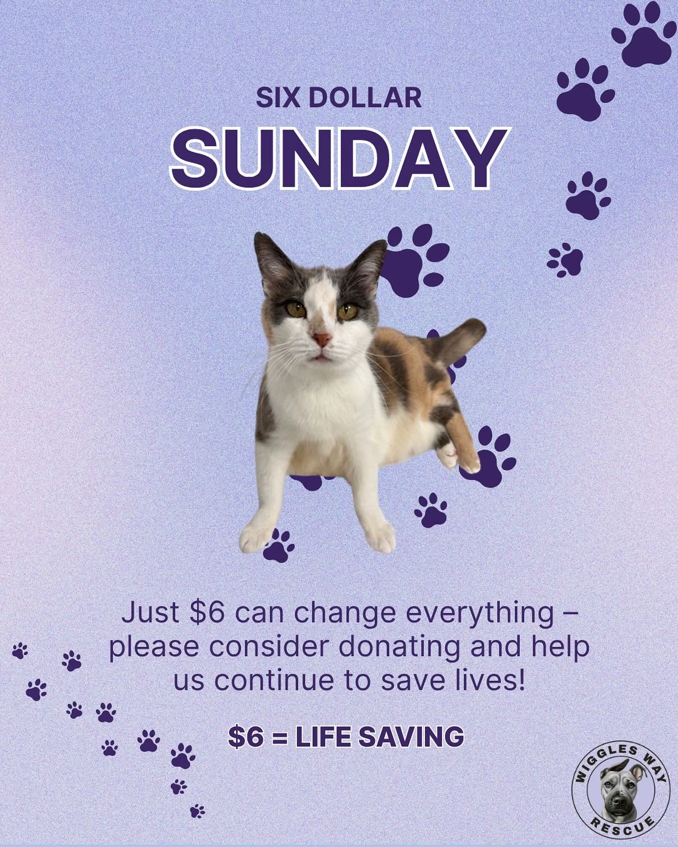 Just $6 can change everything. That&rsquo;s one coffee, one treat&hellip; or one second chance for a rescue pup or cat in need.

Help us keep tails wagging and hearts healing &mdash; donate today and be part of the Wiggles Way magic!

🩵Donate by goi