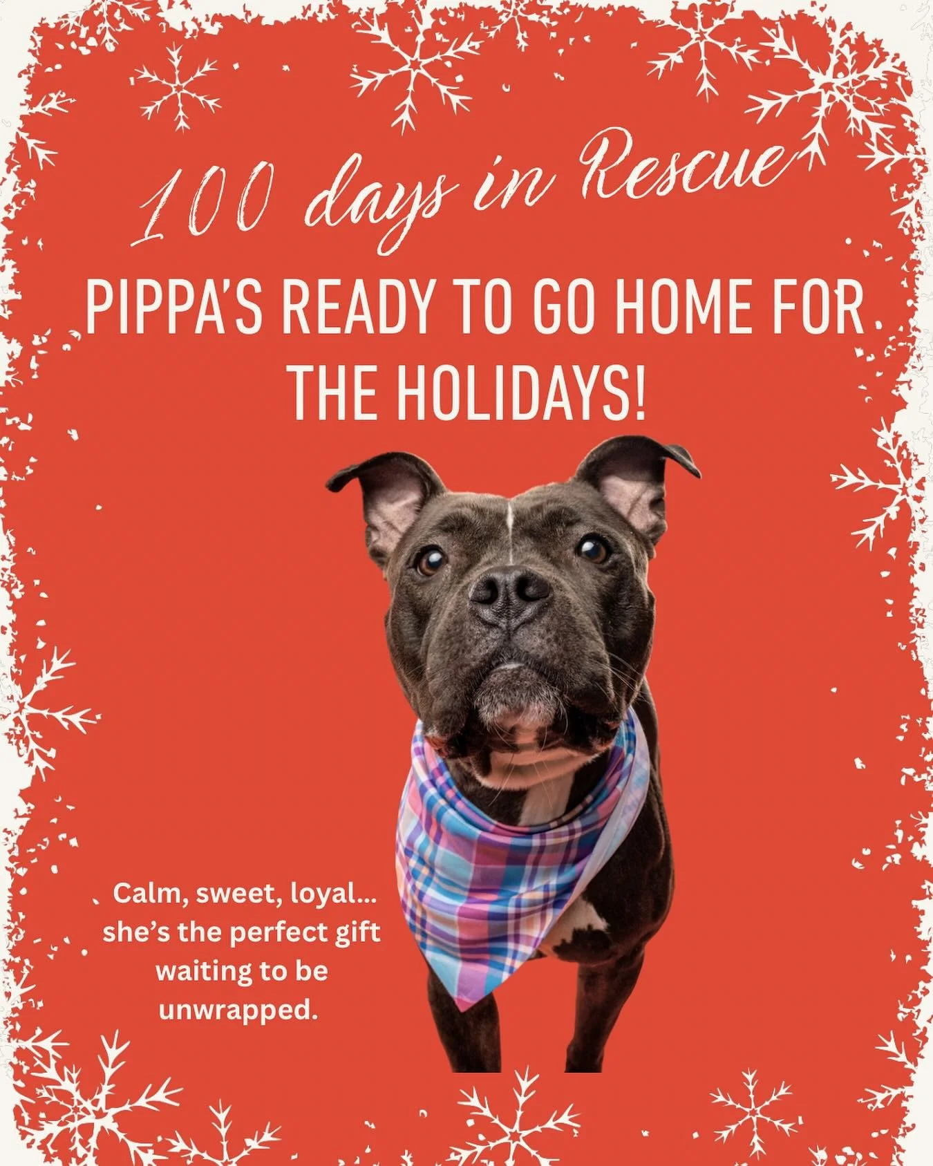 🎄✨ 100 Days of Pippa &mdash; and She&rsquo;s Ready to Go Home for the Holidays!

A hundred days ago, Pippa&rsquo;s world changed forever. She was one of 50 dogs on an urgent shelter list &mdash; quiet, scared, and running out of time. Then, with jus
