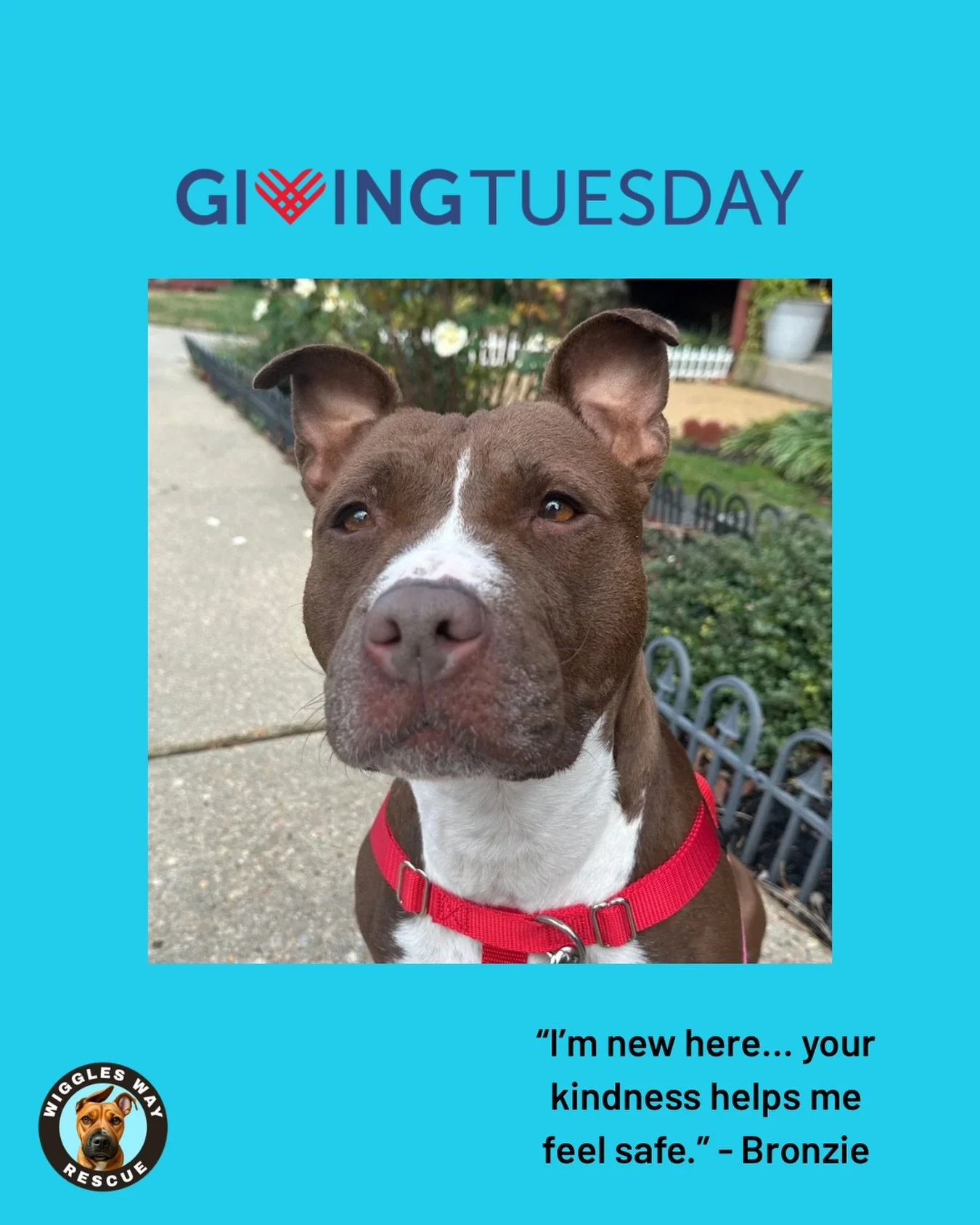 Say hello to Bronzie &mdash; the newest little sweetheart to join Wiggles Way Rescue.
She&rsquo;s brand new to us, brand new to the world of soft beds and gentle routines, and right now she&rsquo;s doing exactly what every new Wiggle deserves: decomp