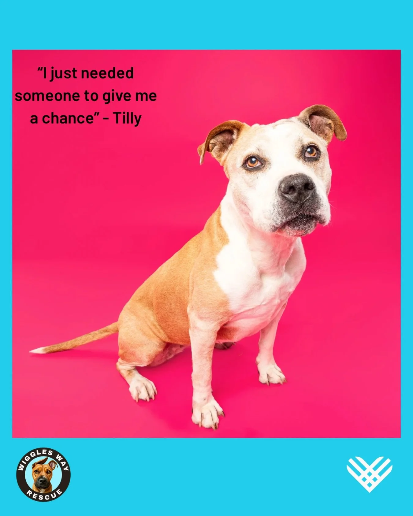 Meet Tilly &mdash; the tiny fighter with a giant heart.
She survived cancer, she survived PG County, and she survived a world that wasn&rsquo;t always kind to dogs like her.

Tilly didn&rsquo;t know it at the time, but while she was healing, somethin