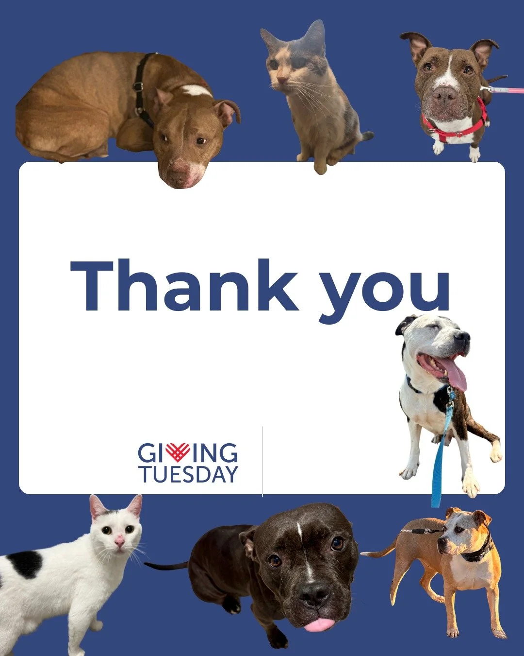 Wiggles family&hellip; WOW!! THANK YOU!
.
Our first-ever Giving Tuesday is complete, and we are so grateful for every donation, share, and moment of love you showed our seniors and underdogs yesterday. 🩵🐾
.
Because of your incredible support, we ca