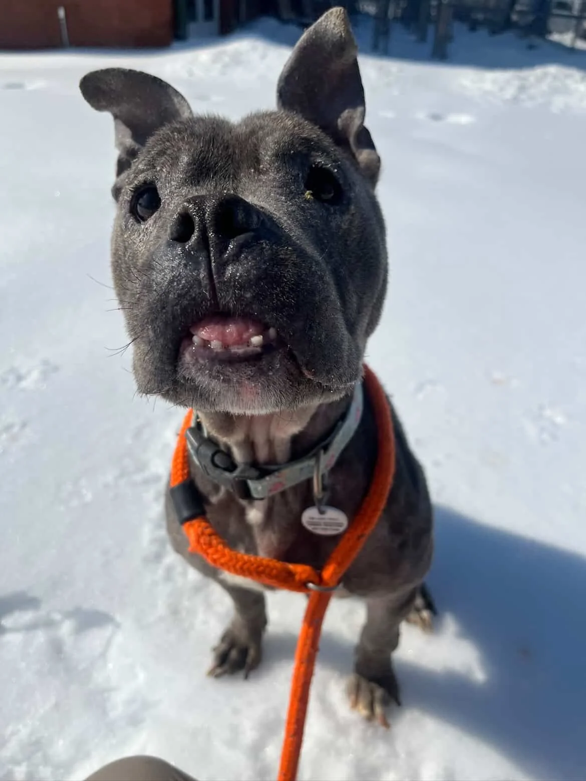 🎀 Temporary Foster Needed: Dior Edition 🎀

Miss Dior is a 7 year old gorgeous girl looking for a two-week pit stop foster so we can make sure she&rsquo;s comfy and confident hanging solo at home before heading to her full-time foster. Because let&r
