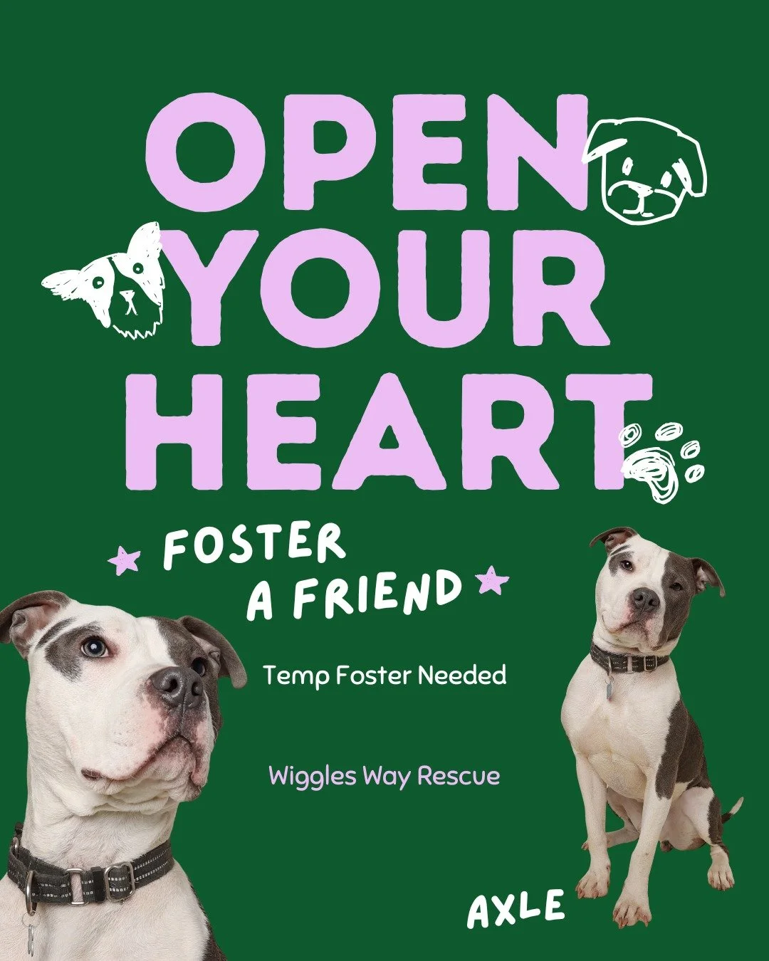 🐶 SHORT TERM FOSTER NEEDED: AXLE 💛

Axle is looking for a short-term foster
March 31 &ndash; April 8

This sweet, happy boy is:
🐾 Good with dogs
👧 Good with kids
🎾 Active &amp; playful
💛 Total love bug

He just needs a place to cuddle for a few