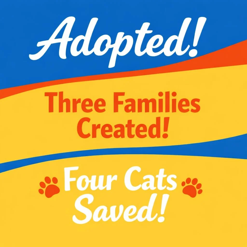 ADOPTION ANNOUNCEMENT 🎉🐾

We&rsquo;ve been a little quiet over here&hellip; but for the BEST reason.

✨ FOUR CATS
✨ THREE AMAZING FAMILIES
✨ COUNTLESS SECOND CHANCES

Our hearts are so full watching these sweet babies head off to their forever home