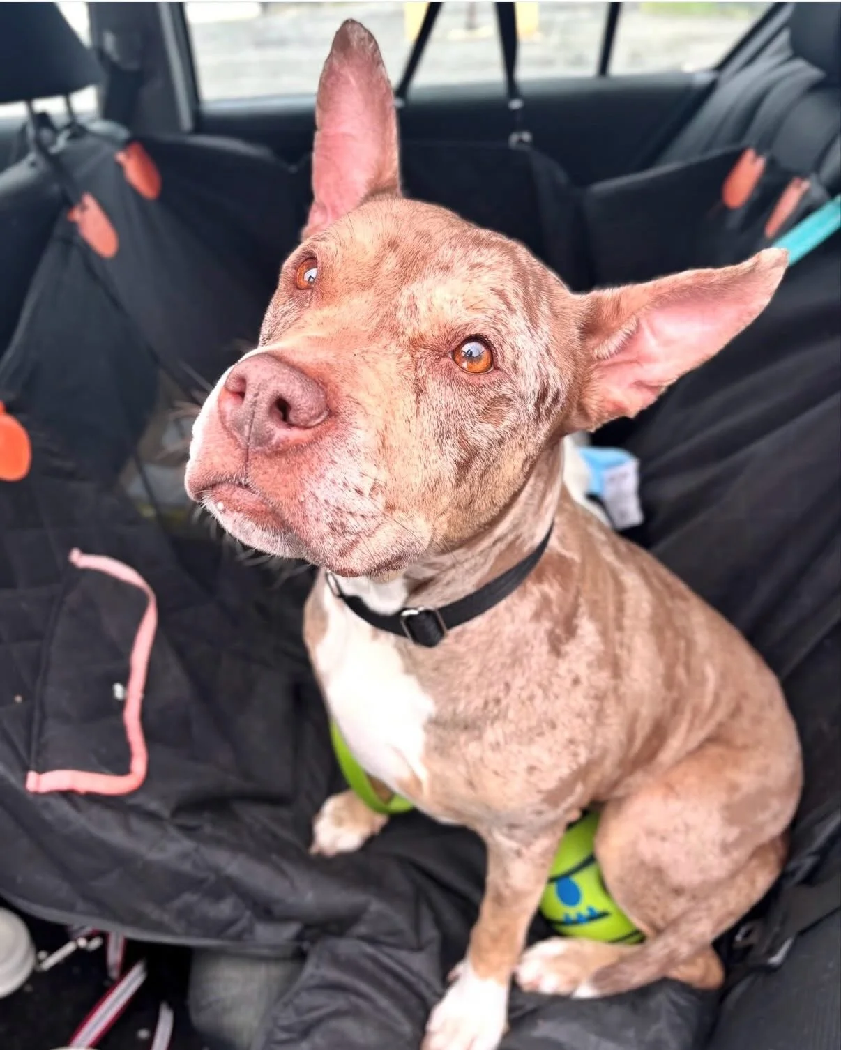 One year ago today, everything changed 🩵

Our very first pull &mdash; Mama Dottie &mdash; walked out of Brandywine SPCA and into a new life. She wasn&rsquo;t just our first rescue&hellip; she was the beginning of Wiggles Way Rescue. The moment we sa