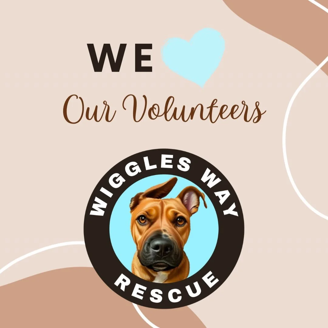It takes a village&hellip; and ours is something truly special 🐾🩵

This National Volunteer Week, we&rsquo;re celebrating every single person who makes Wiggles Way Rescue possible.

Our fosters who open their homes (and hearts).
Our volunteers who s