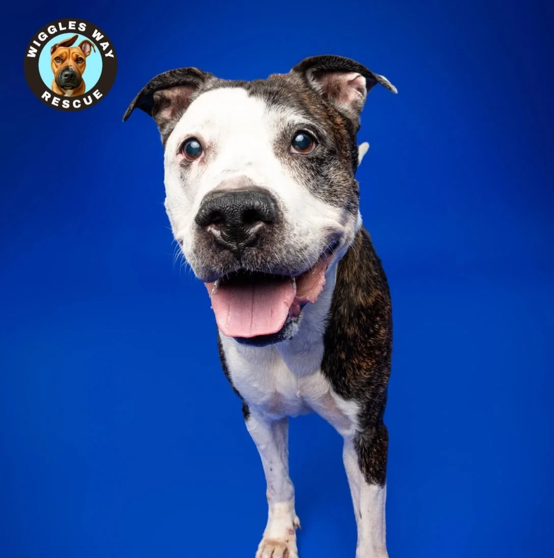 Our tiny rescue has certainly had its ups and downs lately, but through it all, one thing has never changed &mdash; we have the most incredible family of fosters, adopters, volunteers, and advocates standing beside us. ❤️

Sweet Gerry, one of our lon