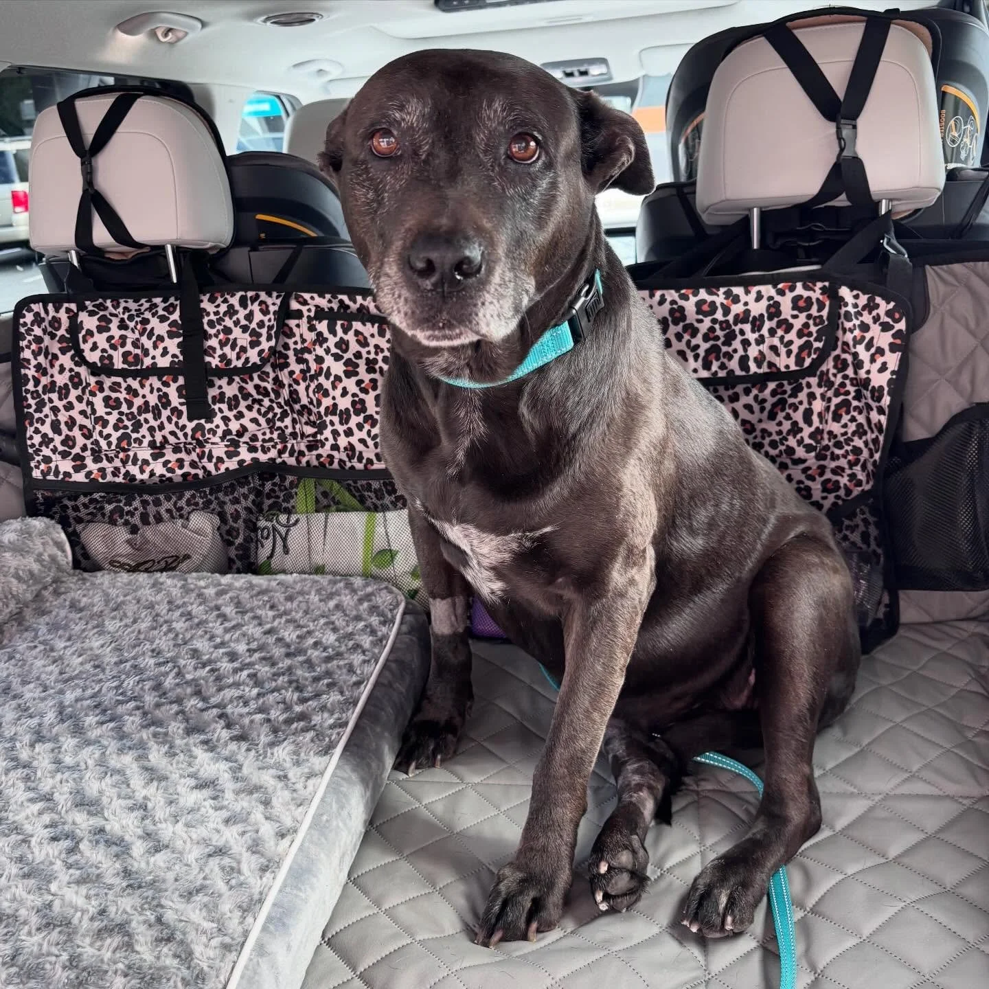 Kato Update 🩵

We have some wonderful news to share!

Today, Kato underwent surgery and did great. Her veterinary team discovered that she had a complete ligament rupture as well as a torn meniscus, which helps explain the pain and mobility challeng