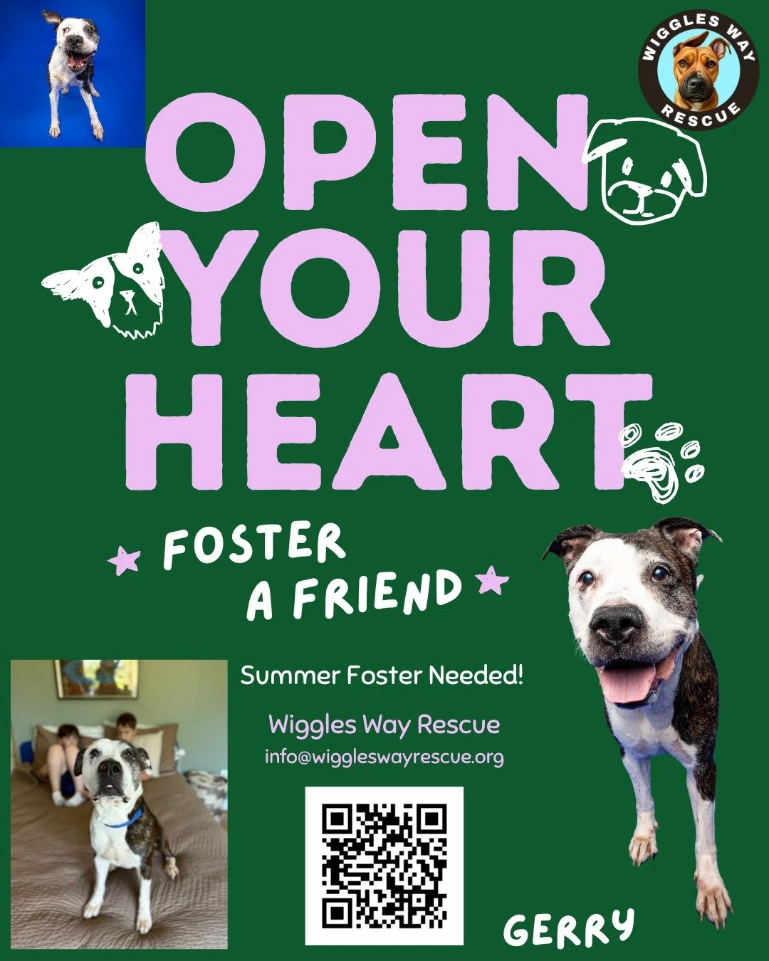 🚨 SUMMER FOSTER NEEDED FOR GERRY &mdash; THIS WEEKEND 🚨

Gerry has waited long enough.

This sweet senior boy has spent over a year in rescue, watching other dogs find their families while he continues to wait patiently for his turn. We would love 