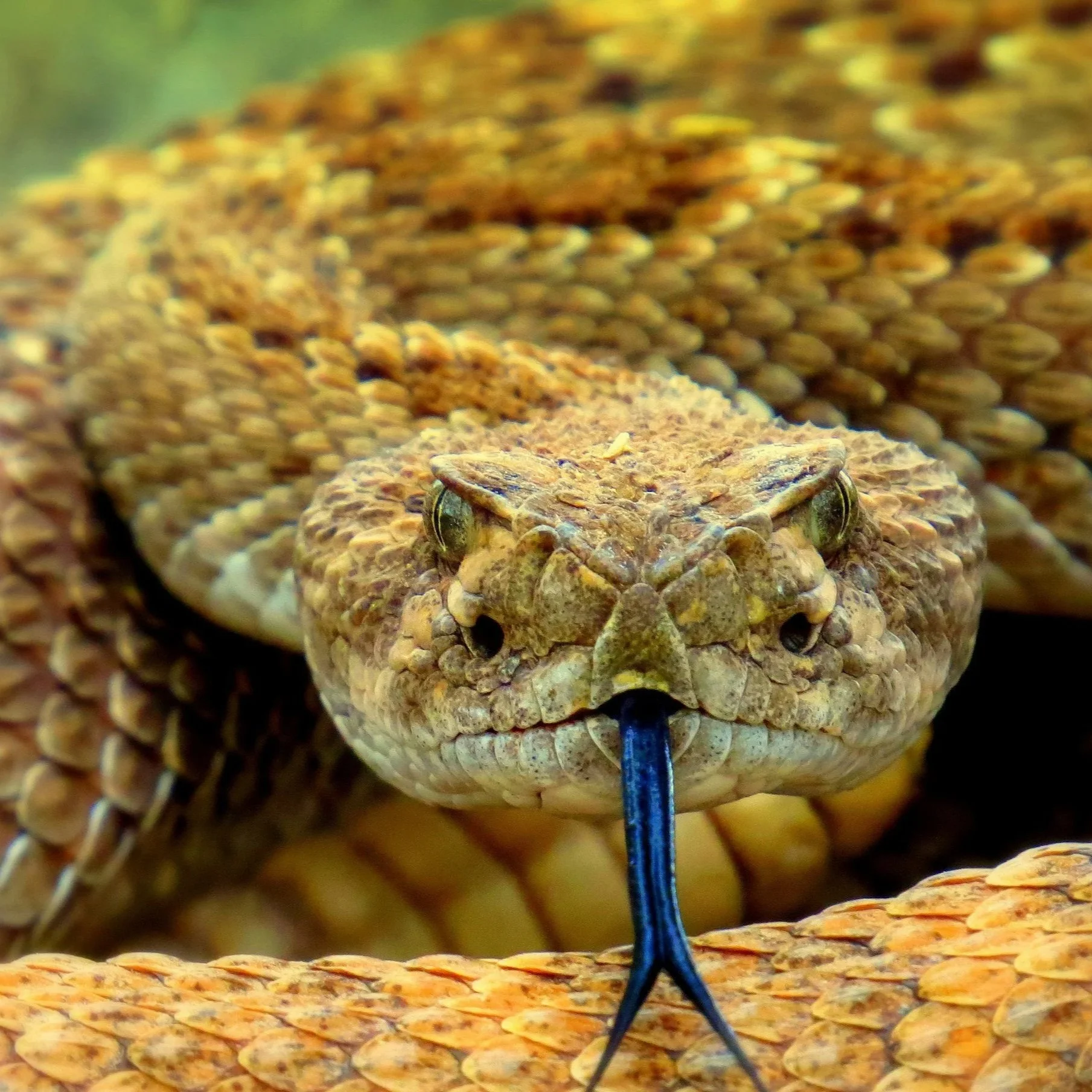 The Cure for the Venom in your Veins