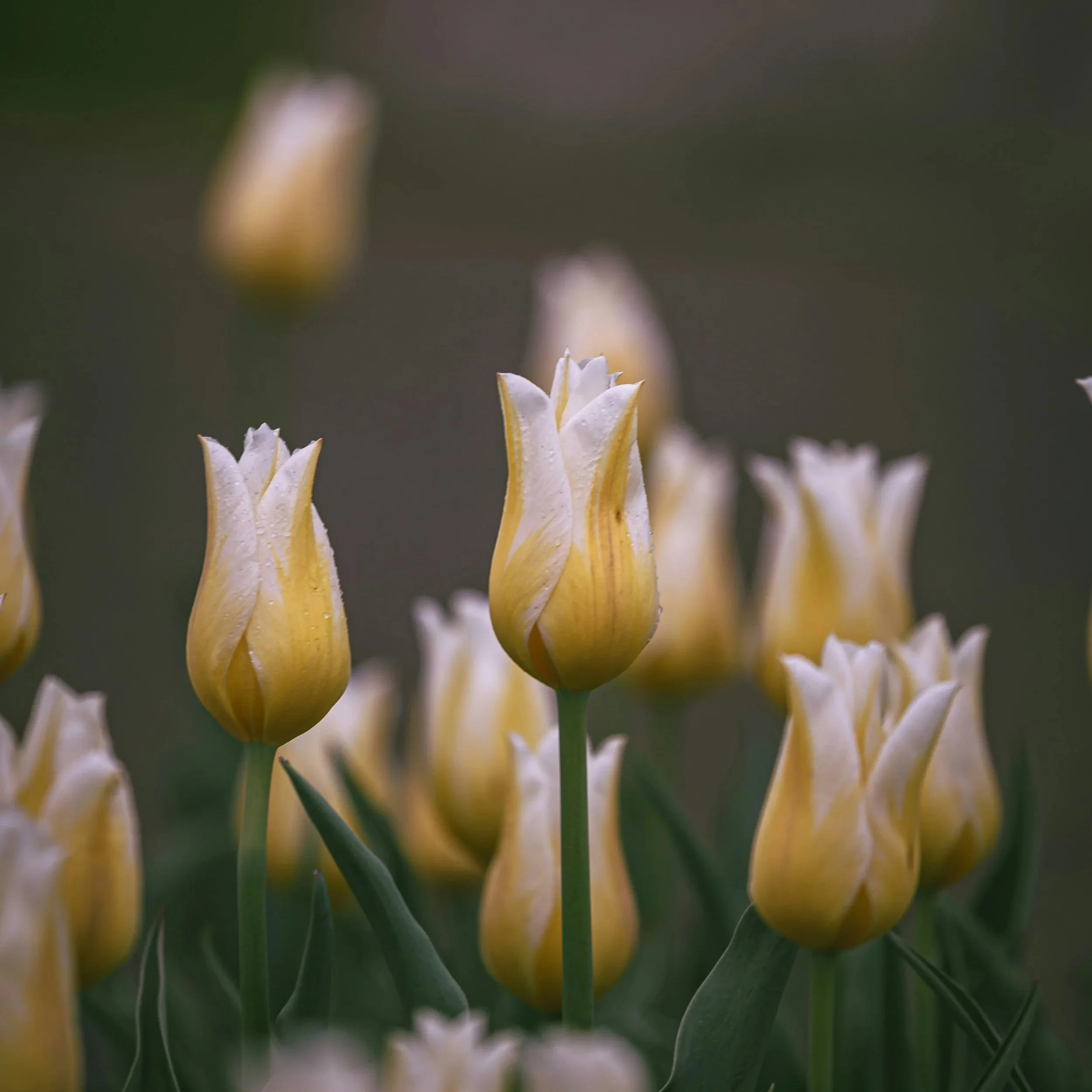 An Evening of Supportive Conversation