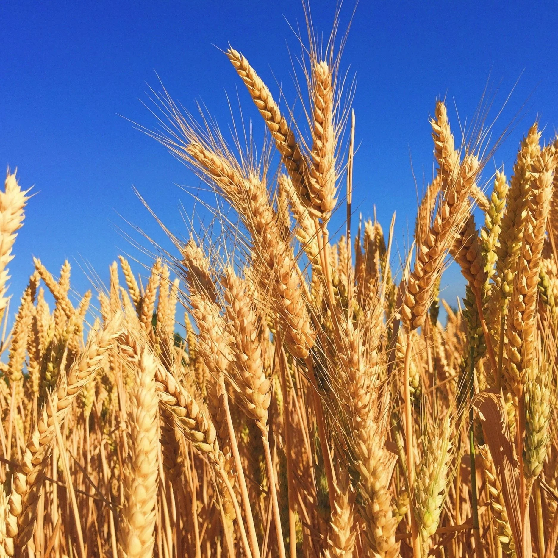 Wheat Among the Weeds