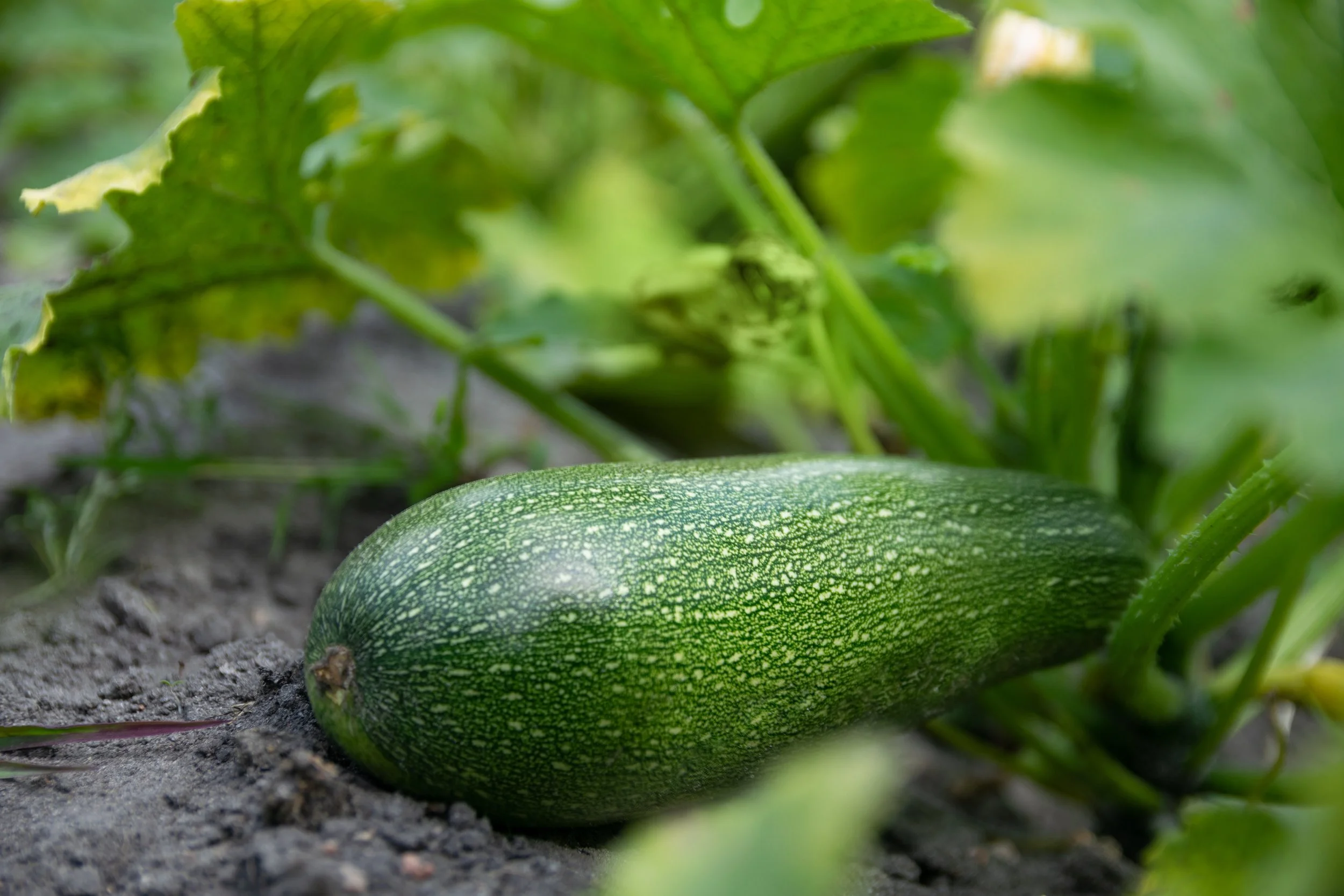 AdobeStock_283390813.jpeg