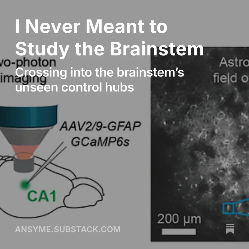 I Never Meant to Study the Brainstem