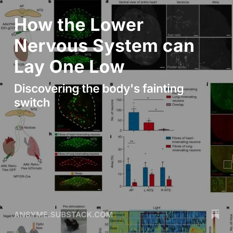 How the Lower Nervous System can Lay One Low (Substack reprint)