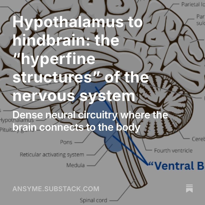 Hypothalamus to hindbrain: the “hyperfine structures” of the nervous system