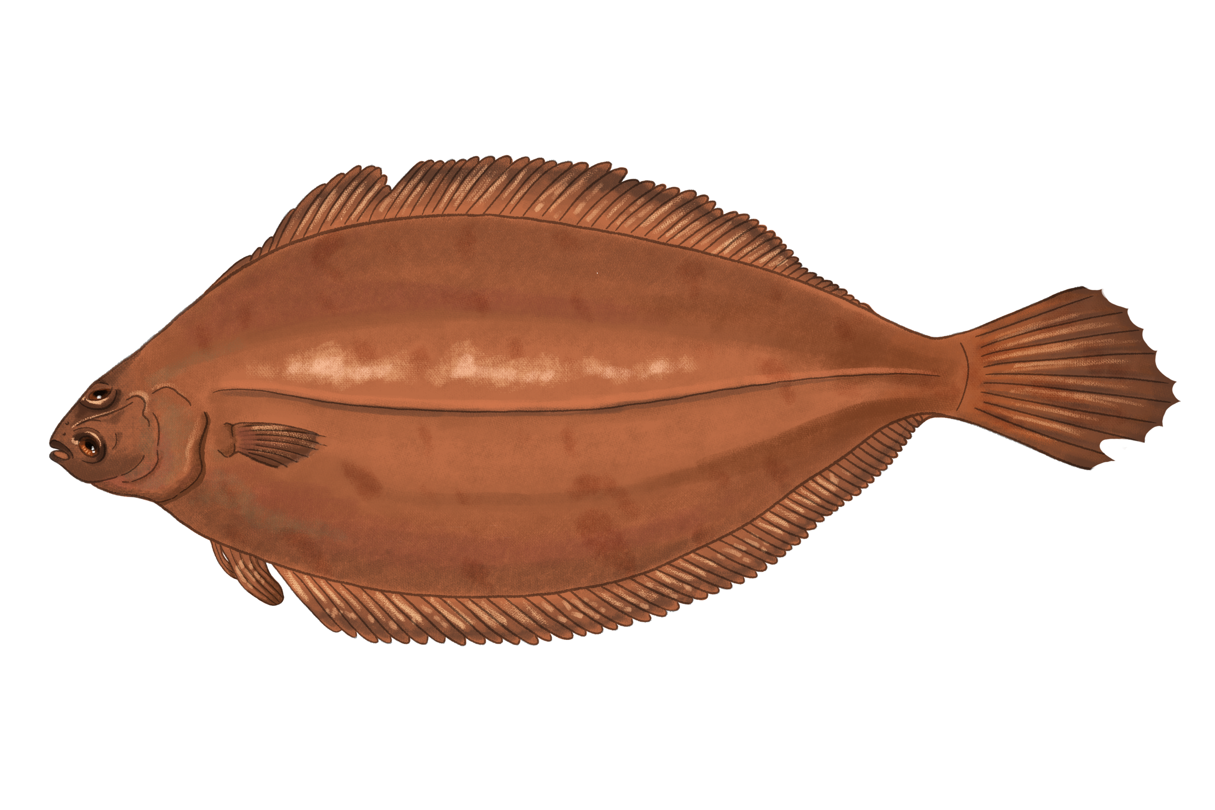 14_GlyptocephalusCynoglossus_web_LJ.png