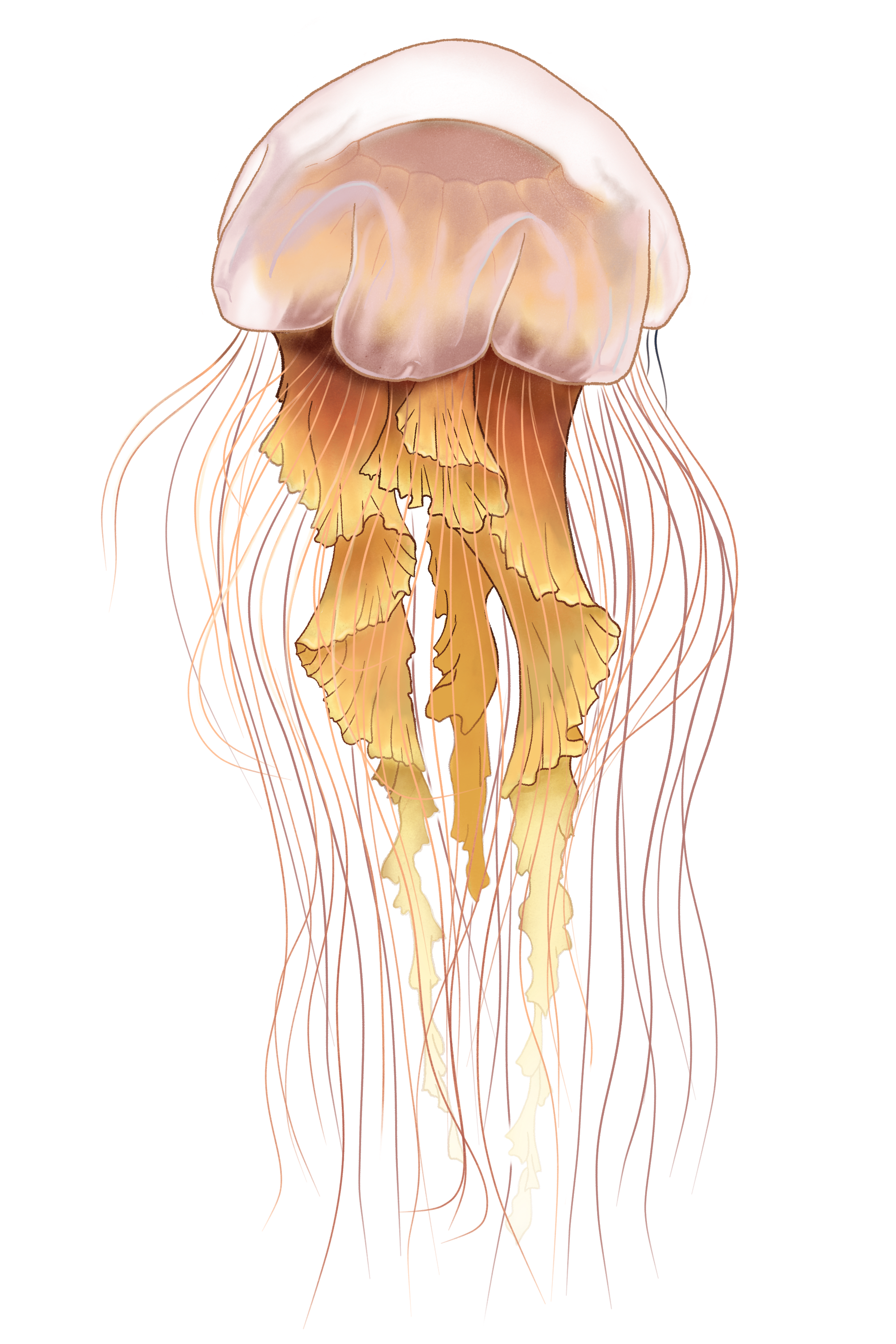 17_CyaneaCapillata_light_web_LJ.png