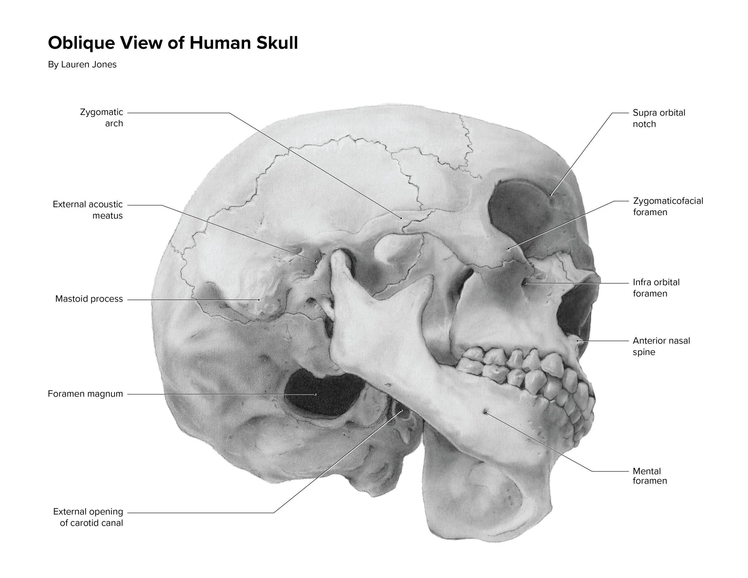 Jones_L_skull_v005.jpg