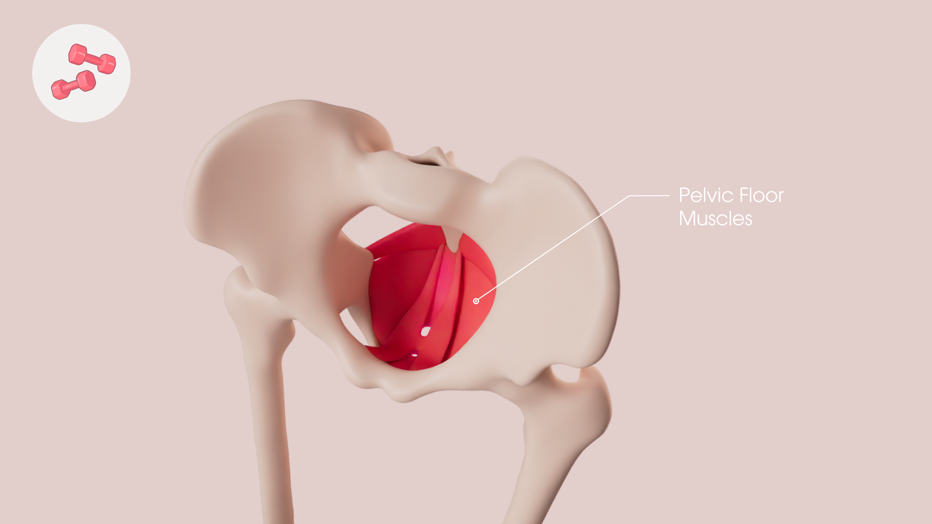 pelvicM.png