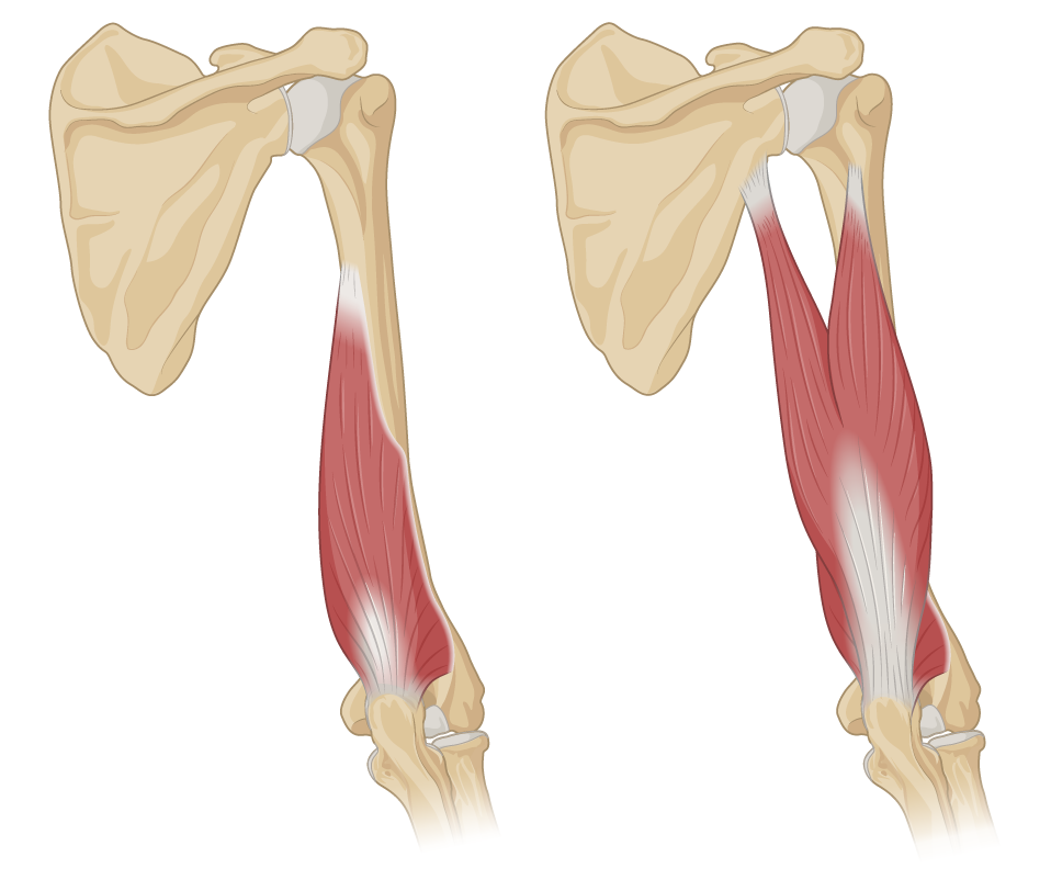 tricepsMuscle_both.png