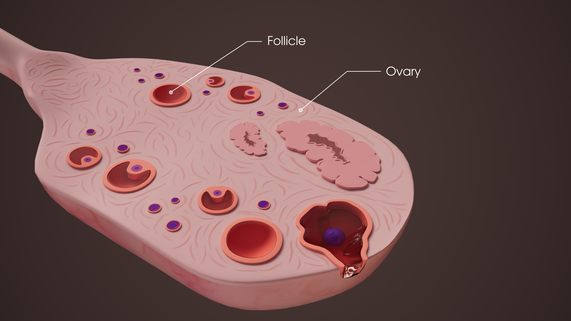 ovary.png