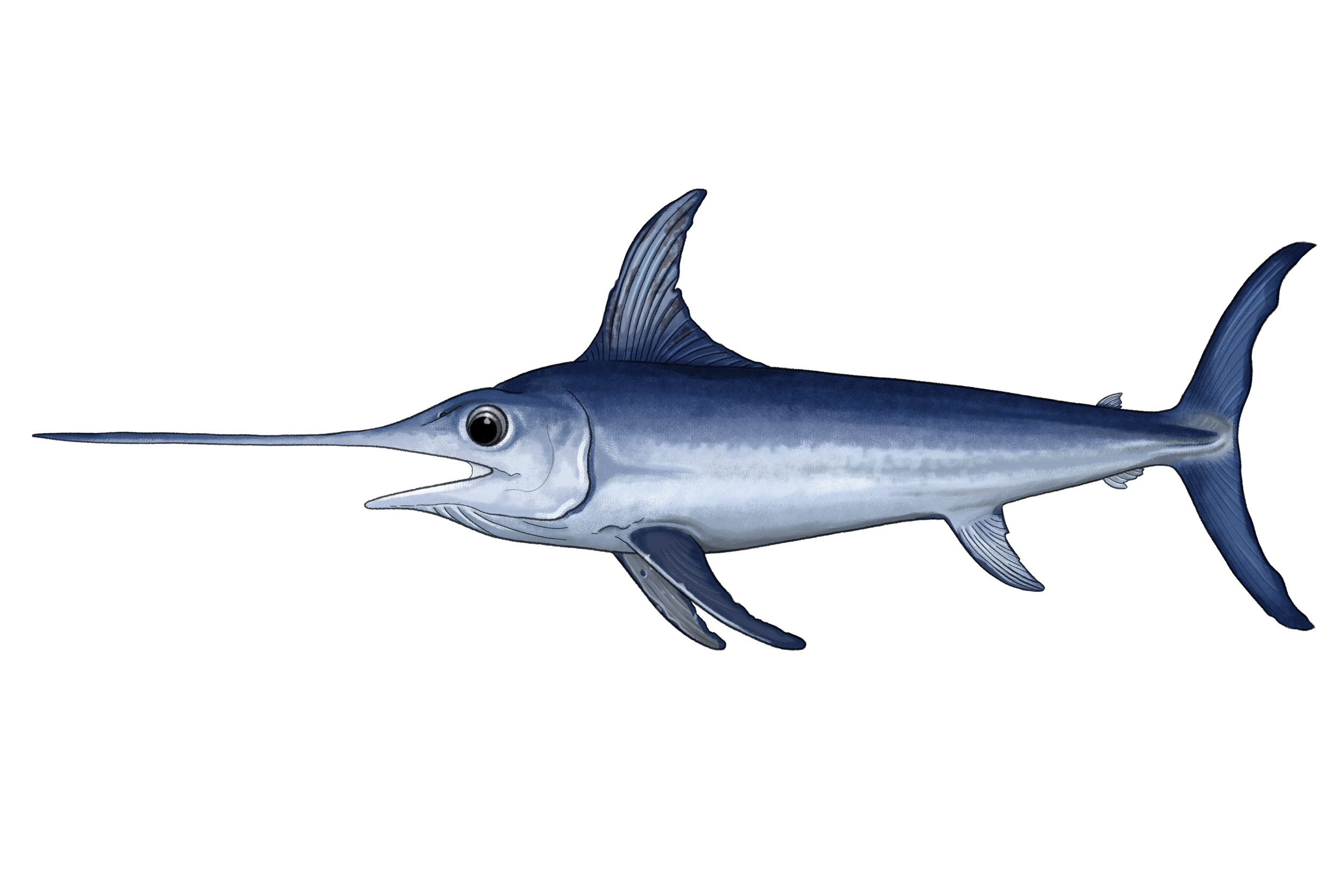 19_XiphiasGladius_web_LJ.png