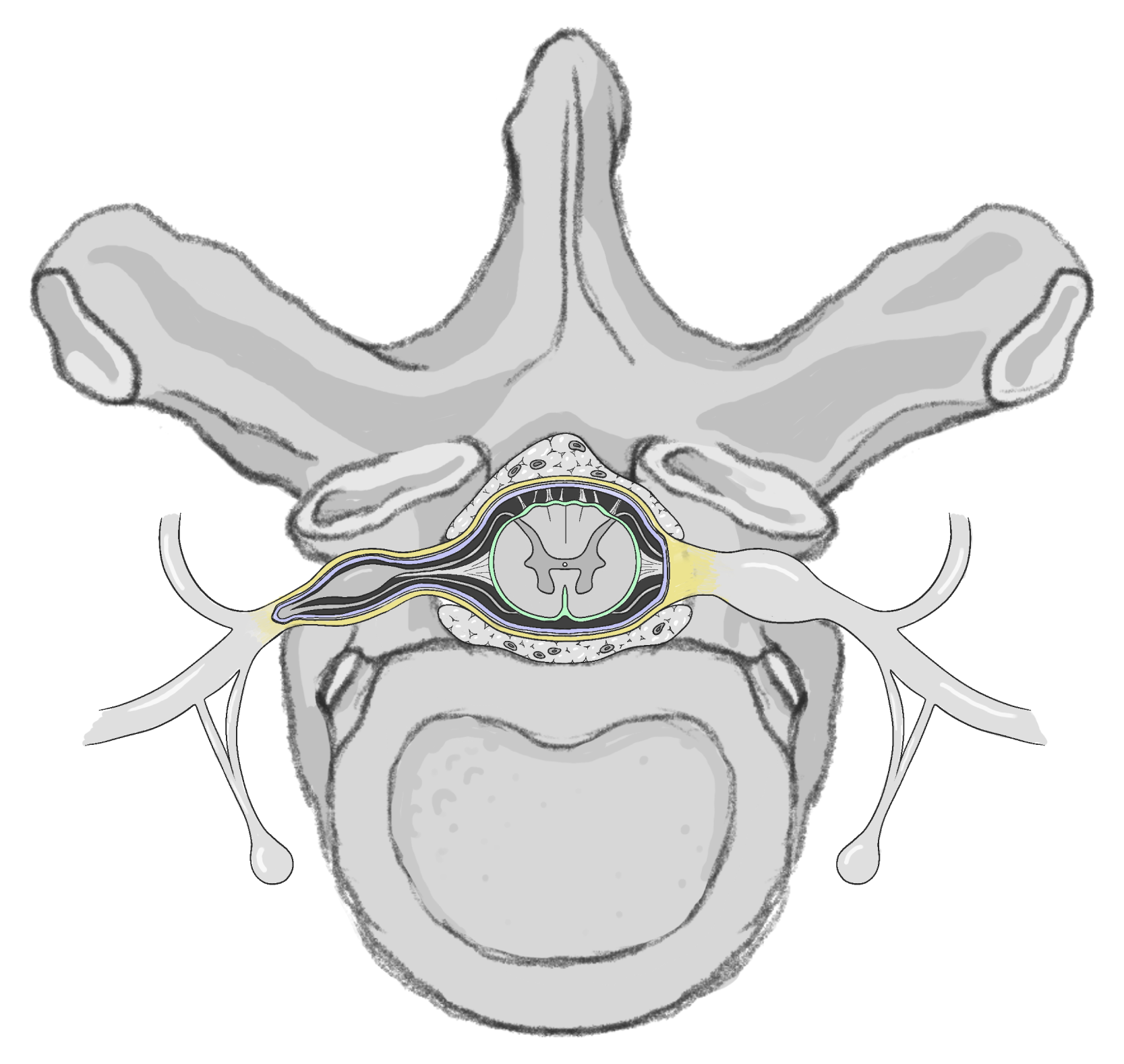 spinalCord_sketch.png