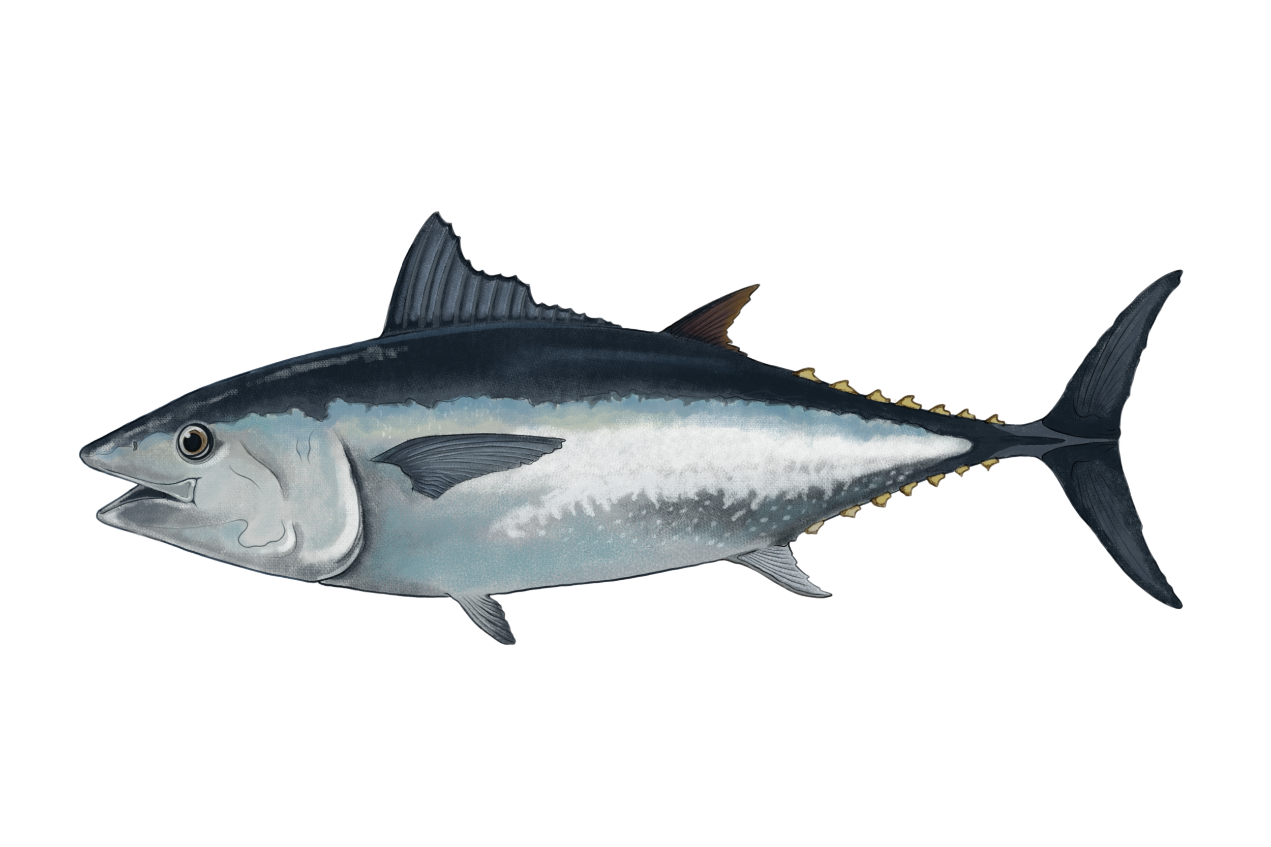 04_BluefinTuna_web_LJ_REVISED.png