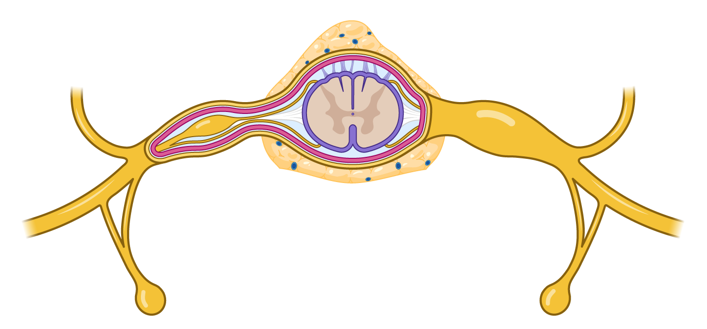 spinalCord.png