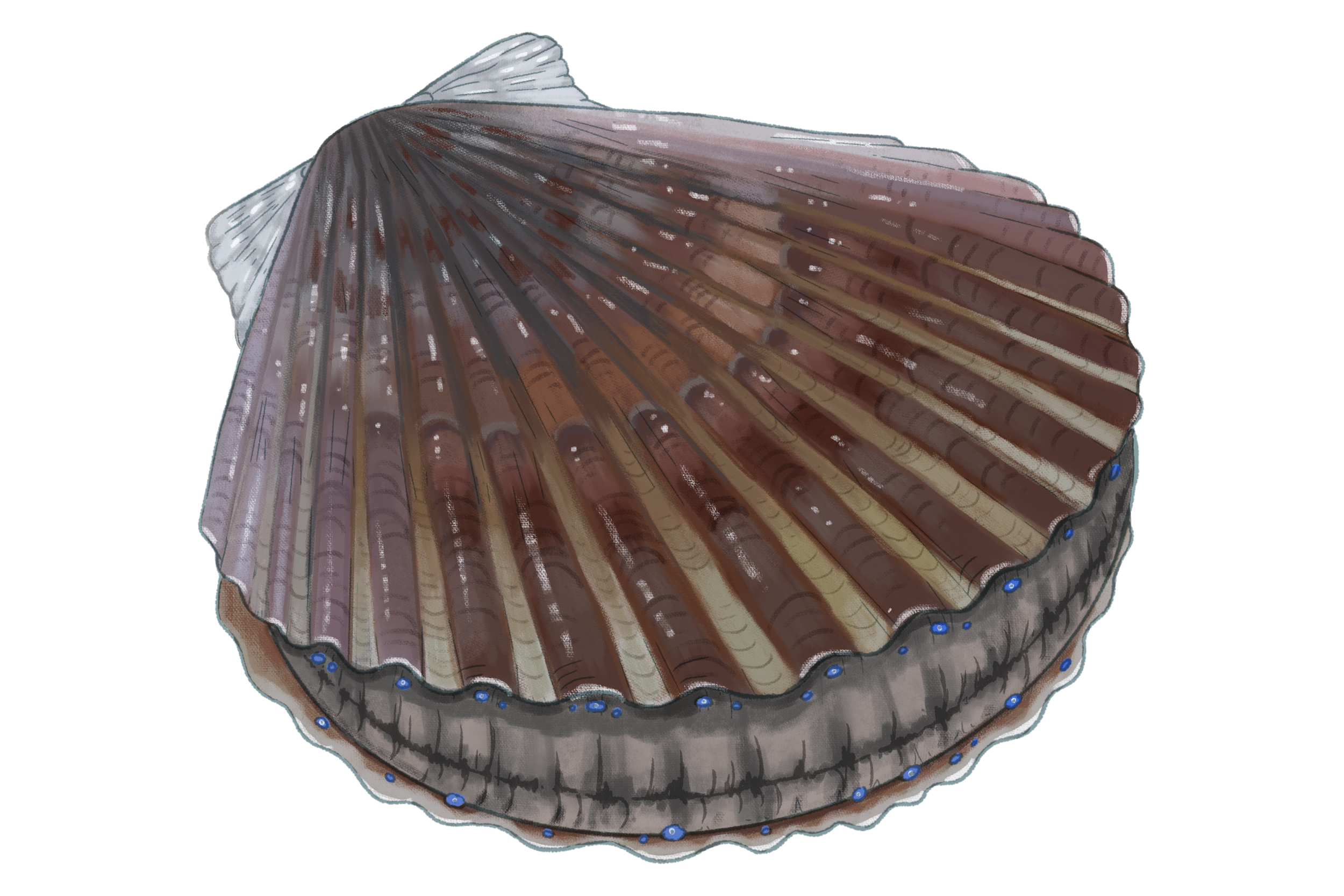 04_ArgopectenIrradians_web_LJ.png