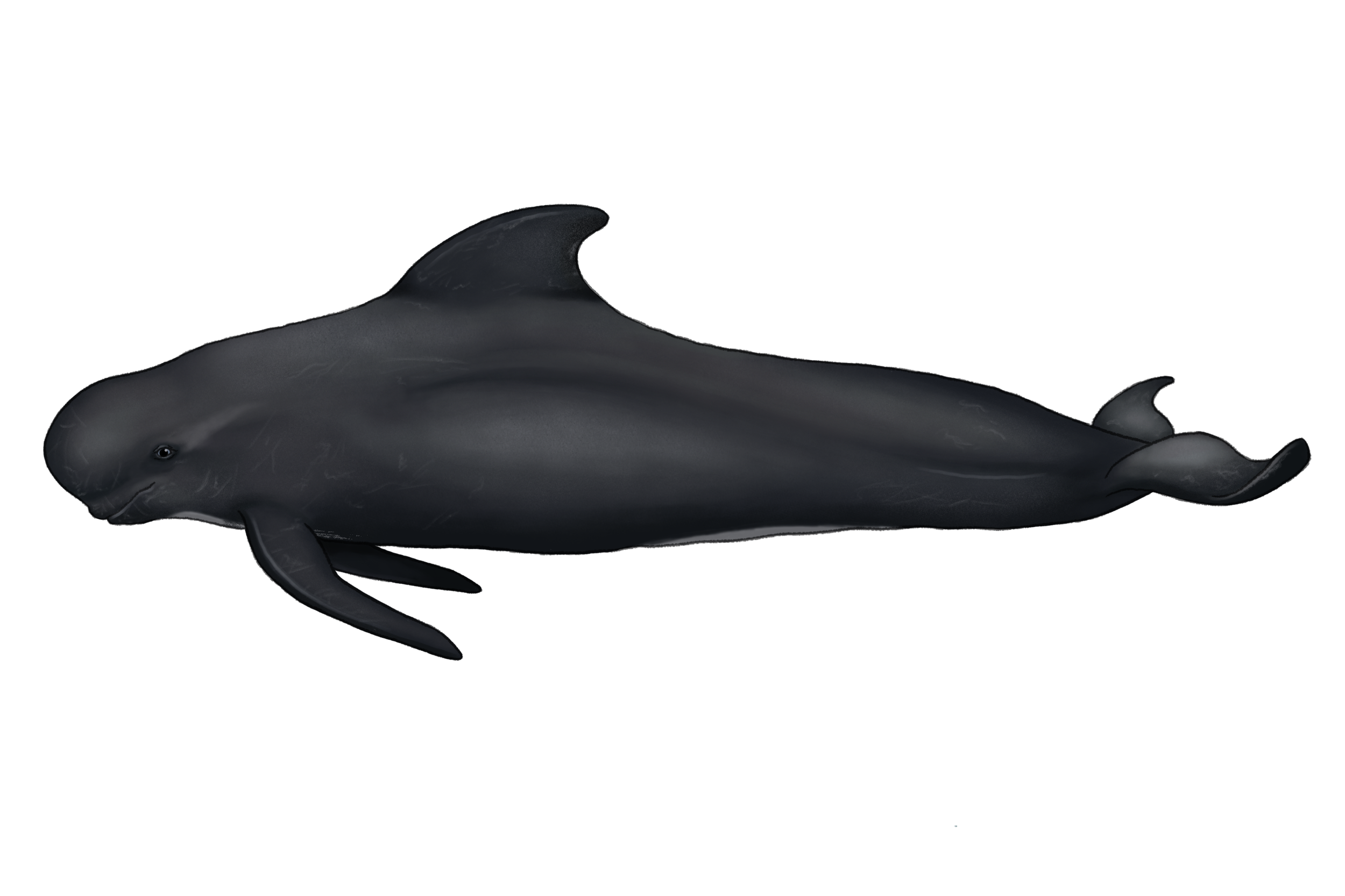 23_GlobicephalaMelas​_web_LJ.png