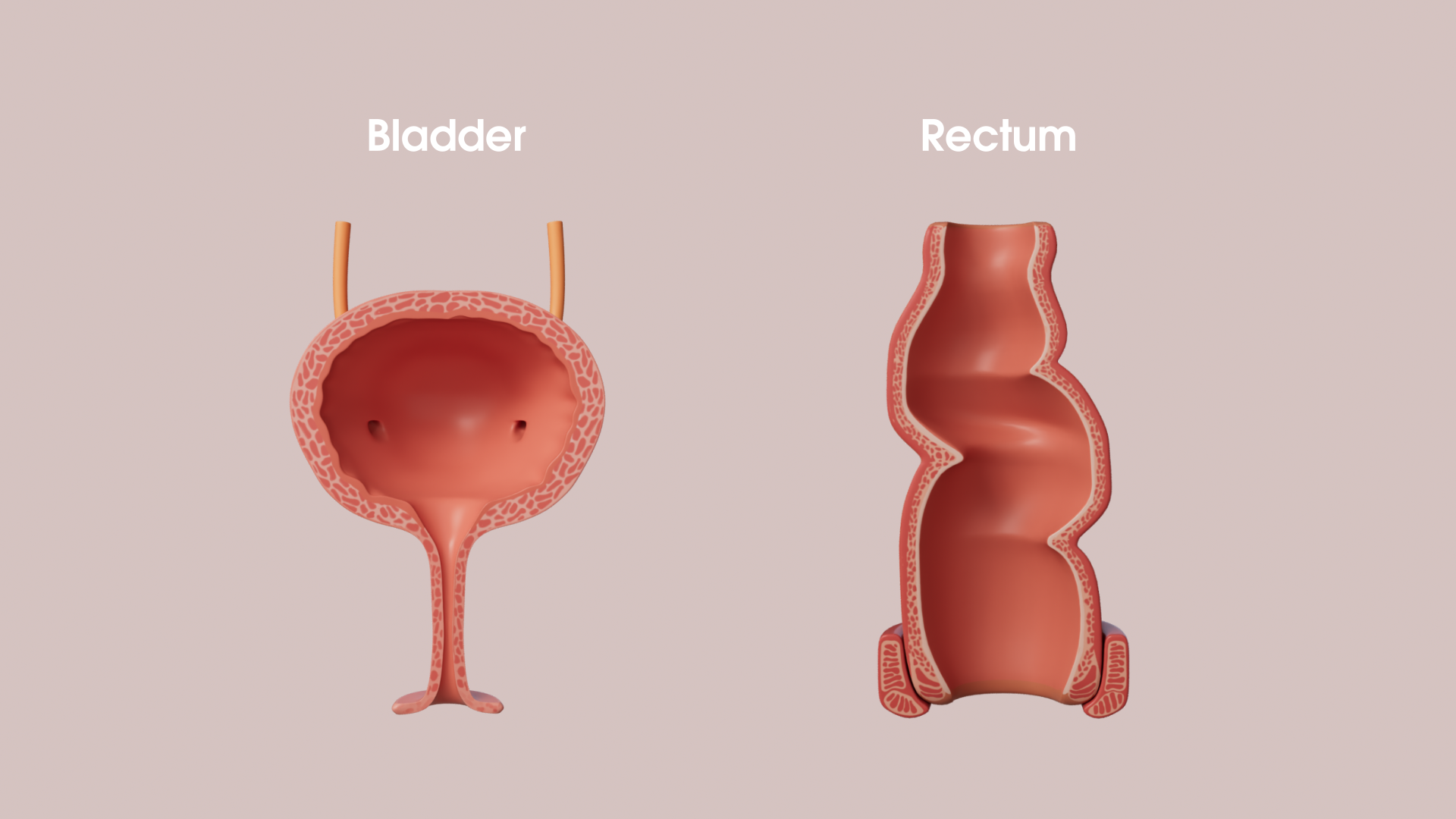 bladder.png