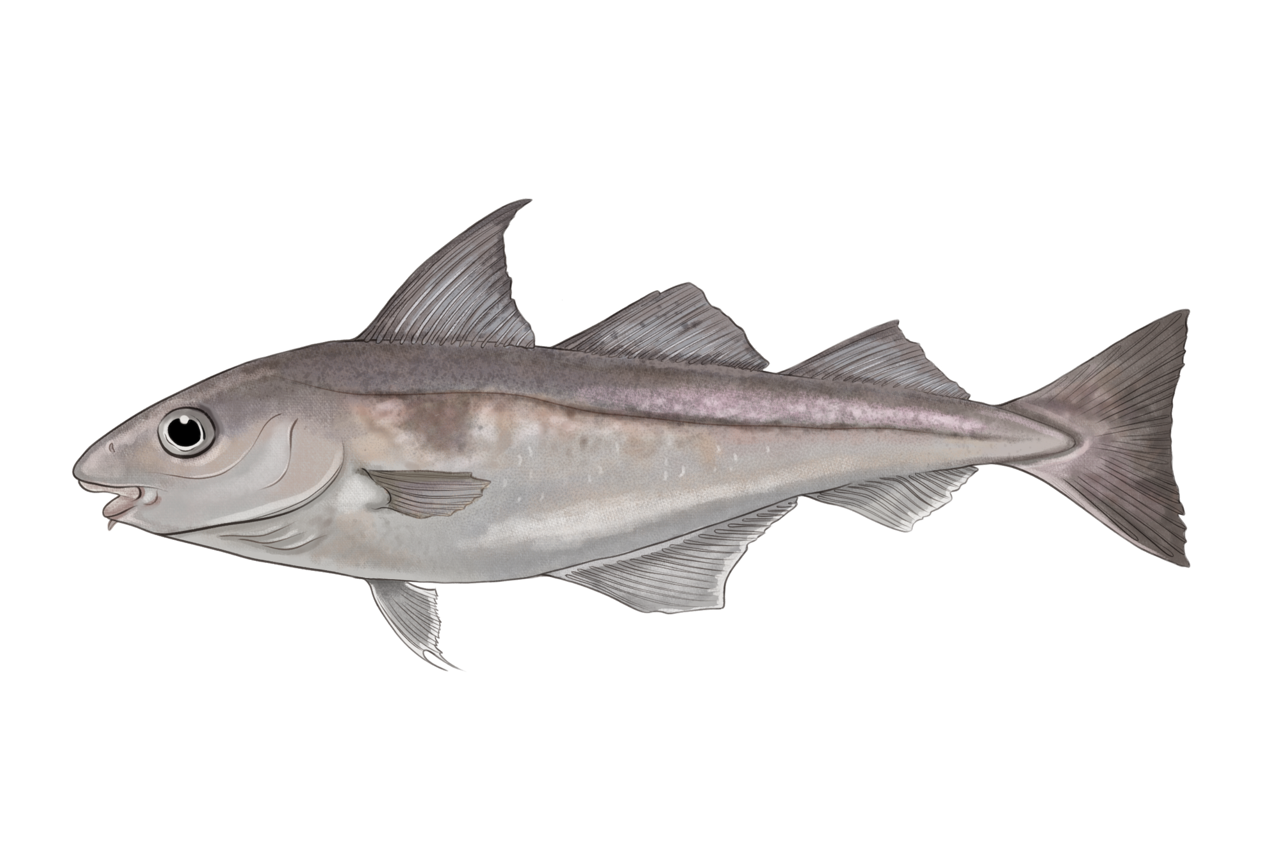 02_Haddock_web_LJ.png