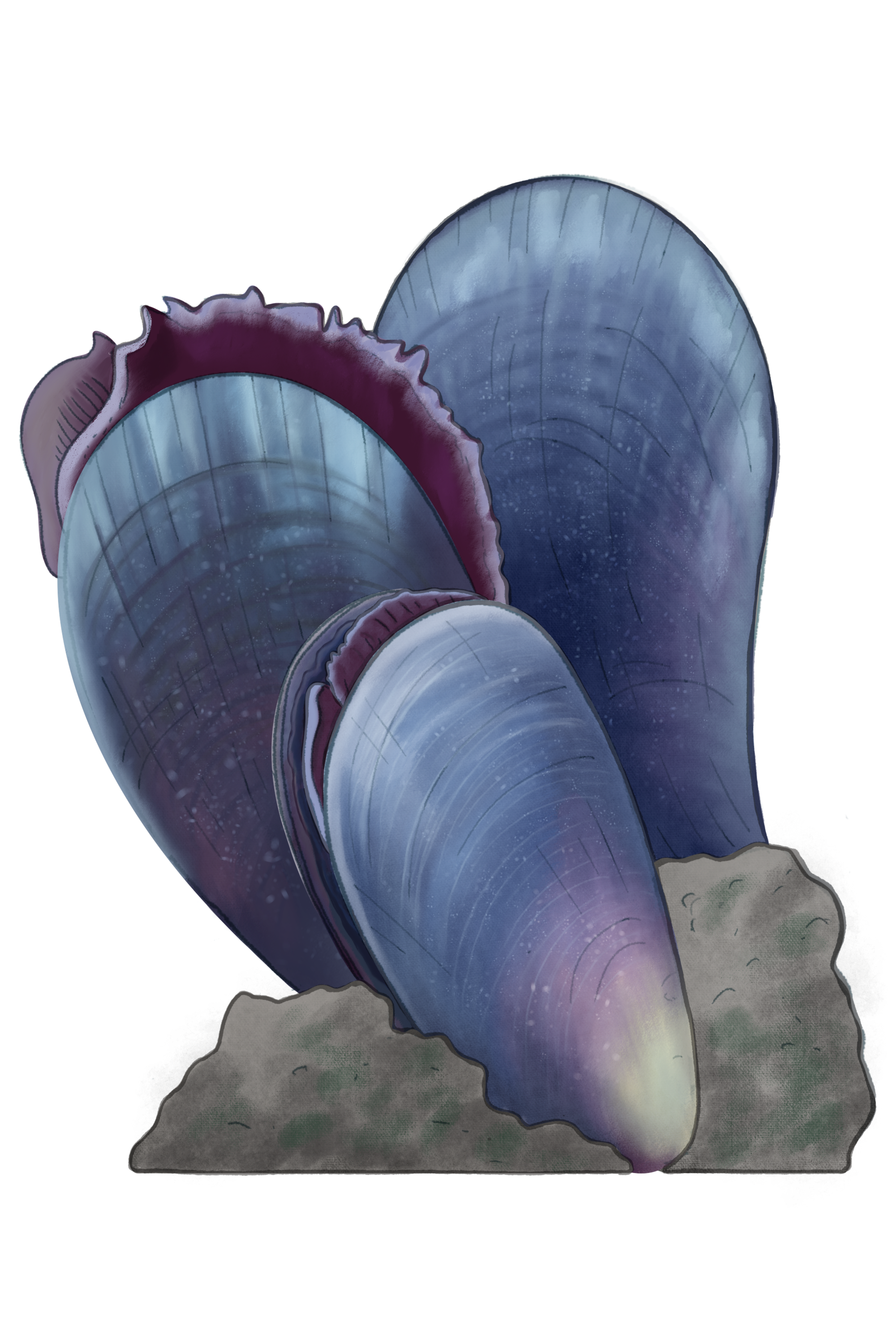 09_MytilusEdulis_web_LJ.png