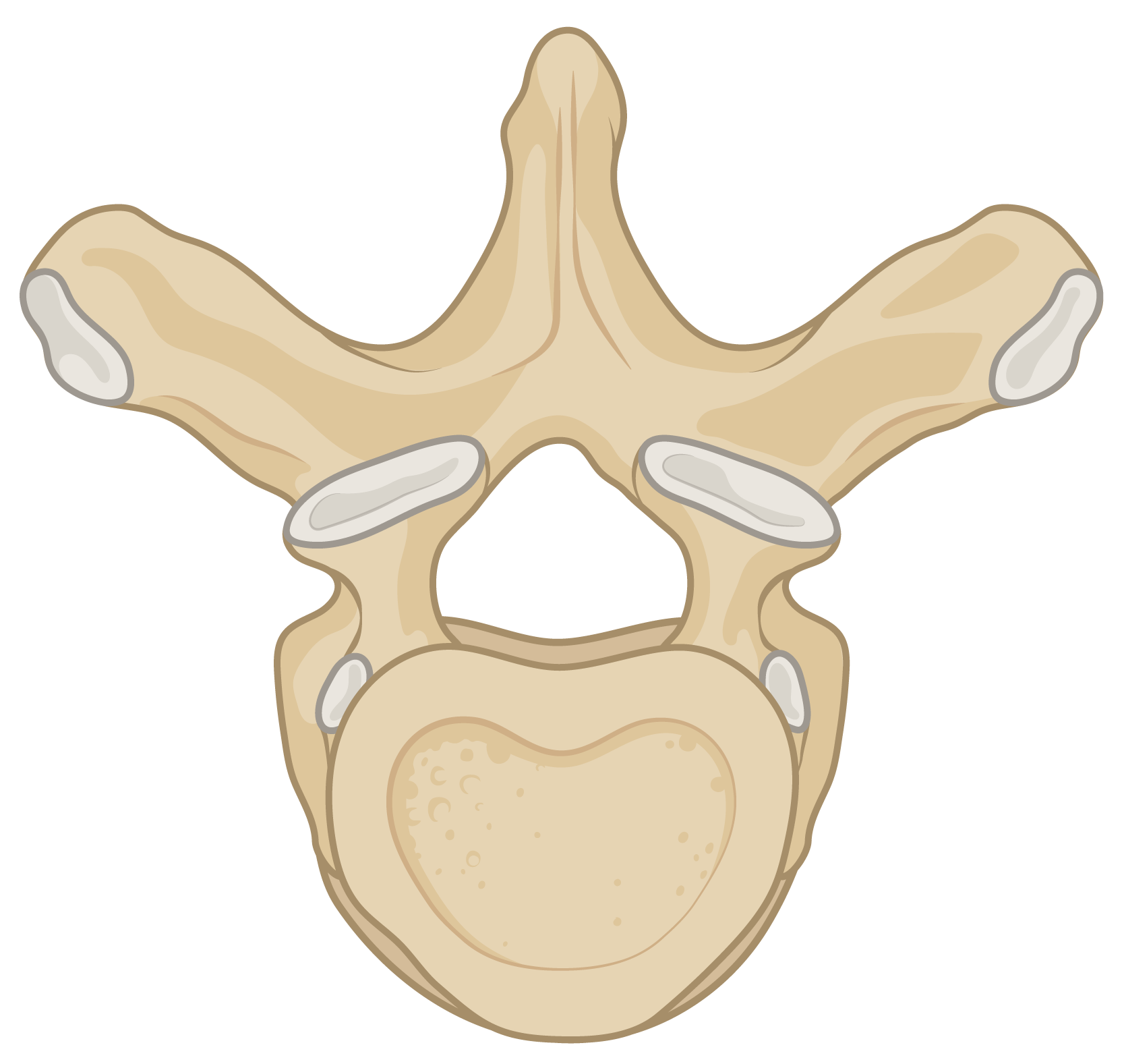 vertebra.png