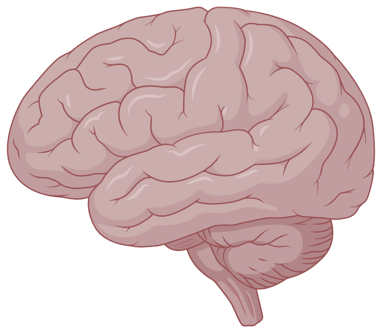 brainLateralBaby.png