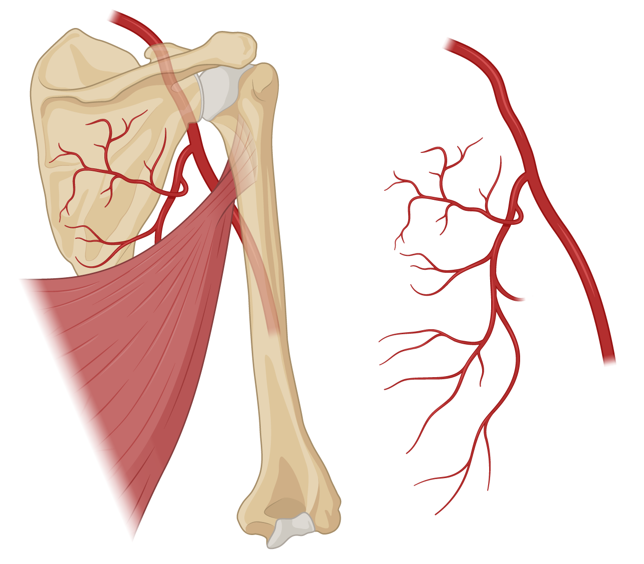 latissimusDorsiMuscle_both.png