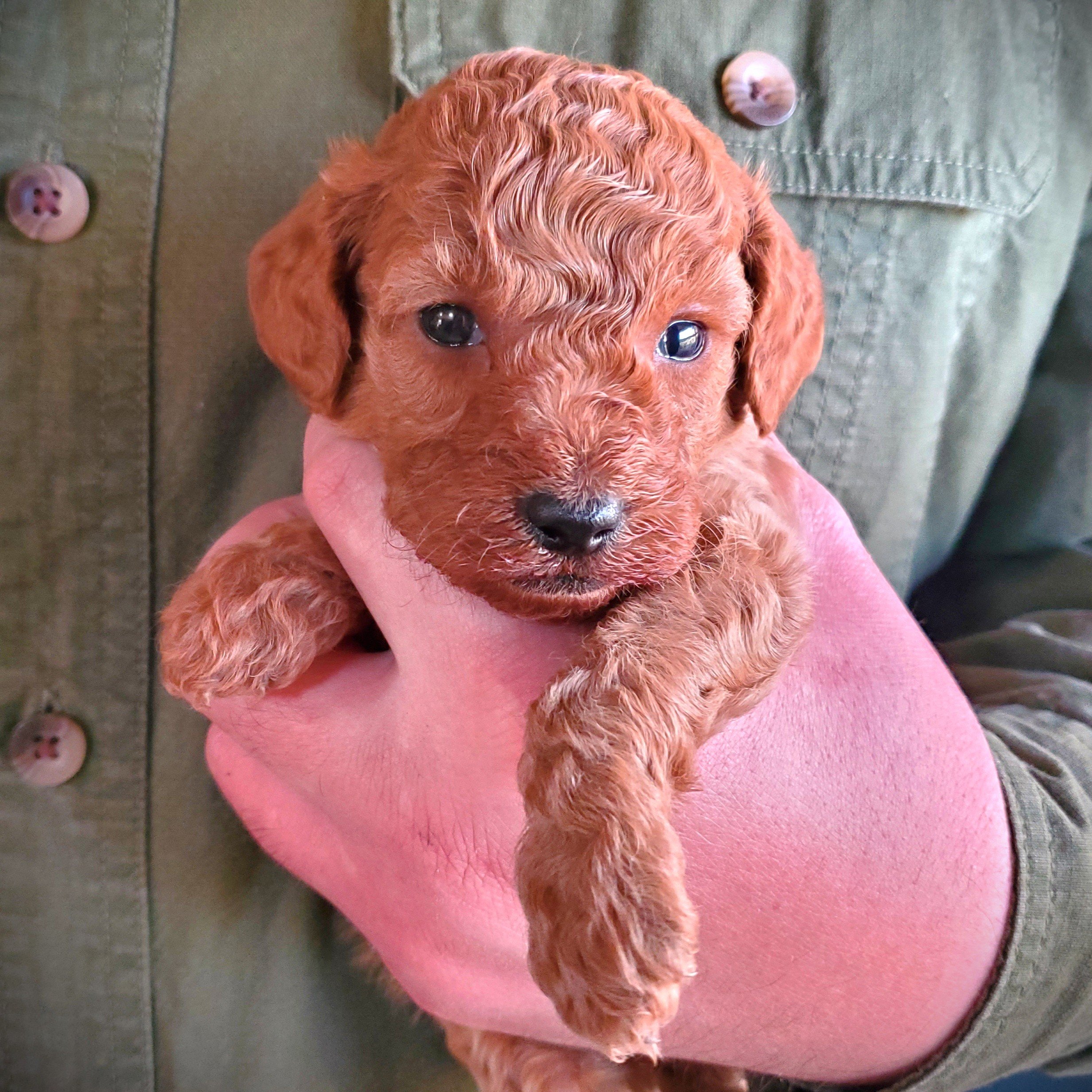 red mini poodle puppy boy for sale in missouri