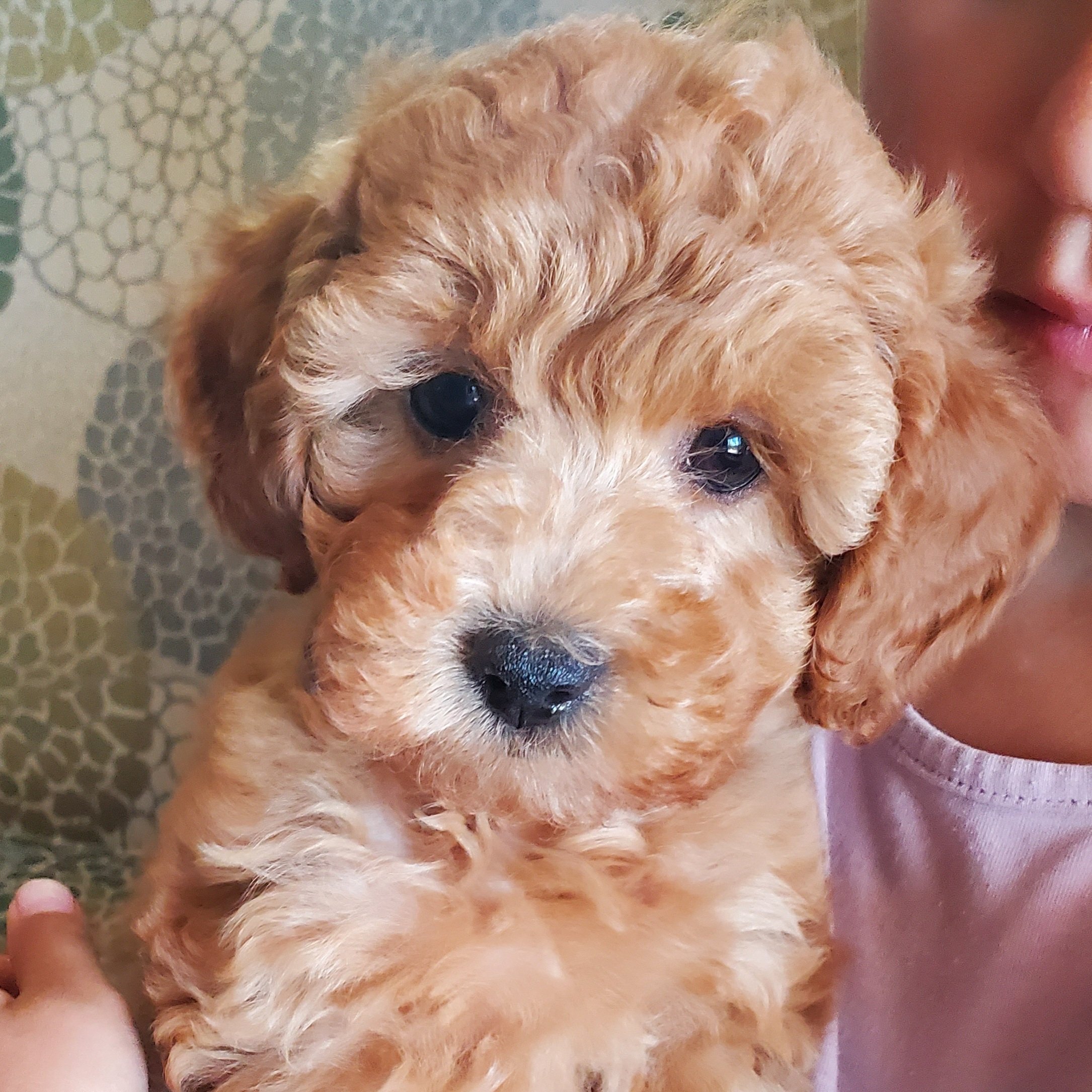 apricot mini poodle puppy for sale