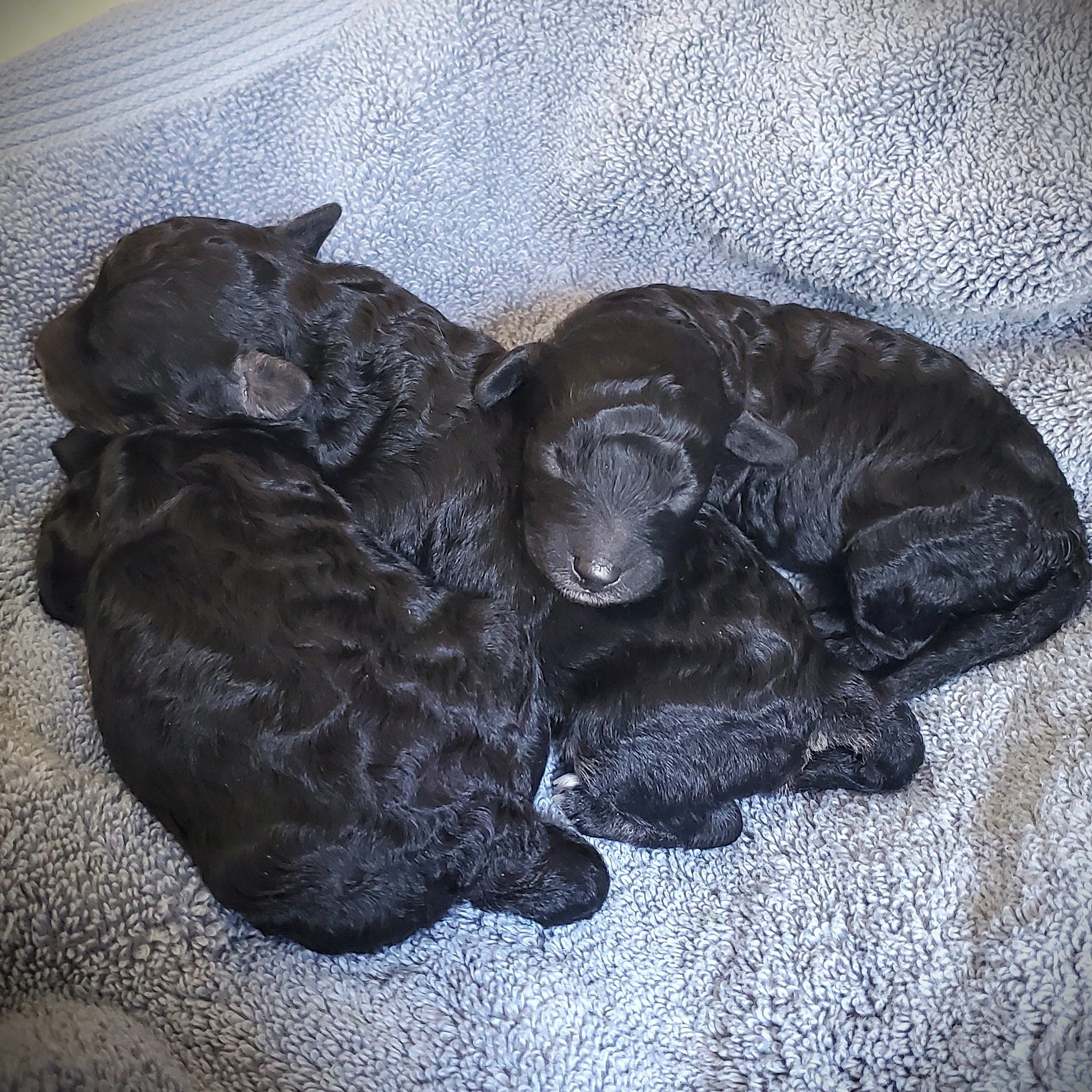newborn black toy poodle puppies missouri