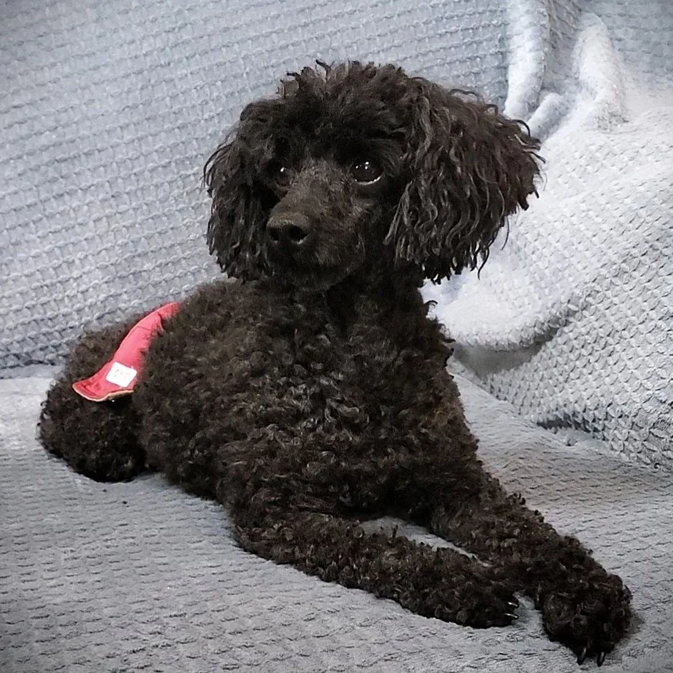 black toy poodle puppy male dog
