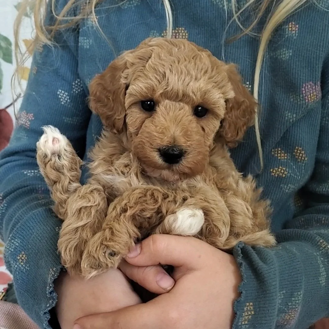 sugar the cream mini poodle girl