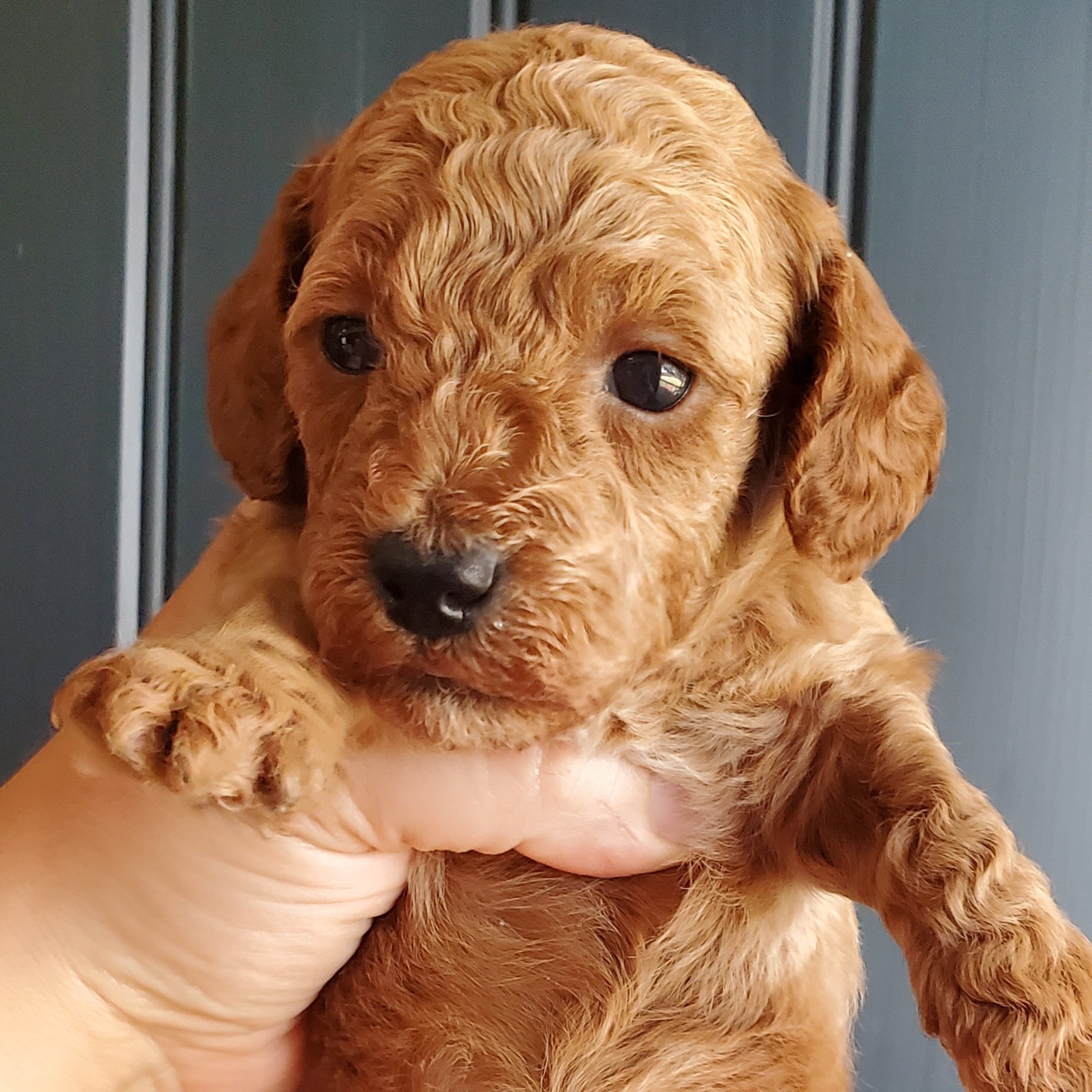 mini poodle puppy apricot