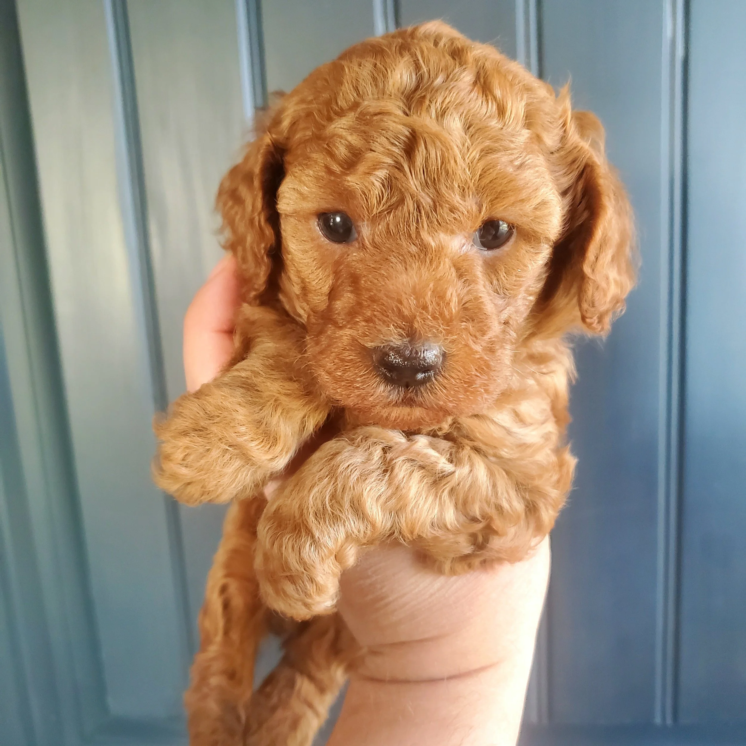 red apricot mini poodle puppy for sale missouri