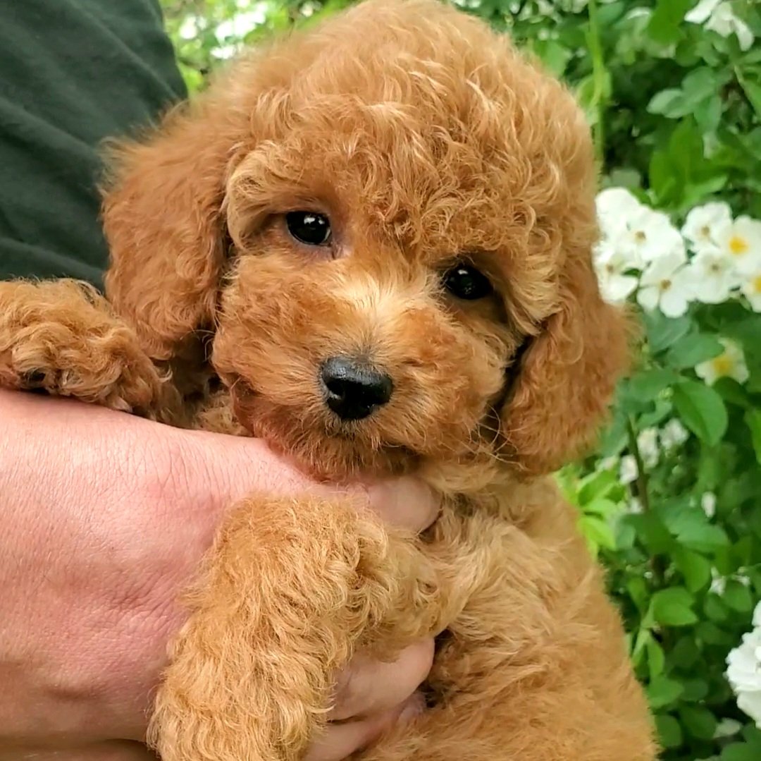 red mini toy poodle for sale
